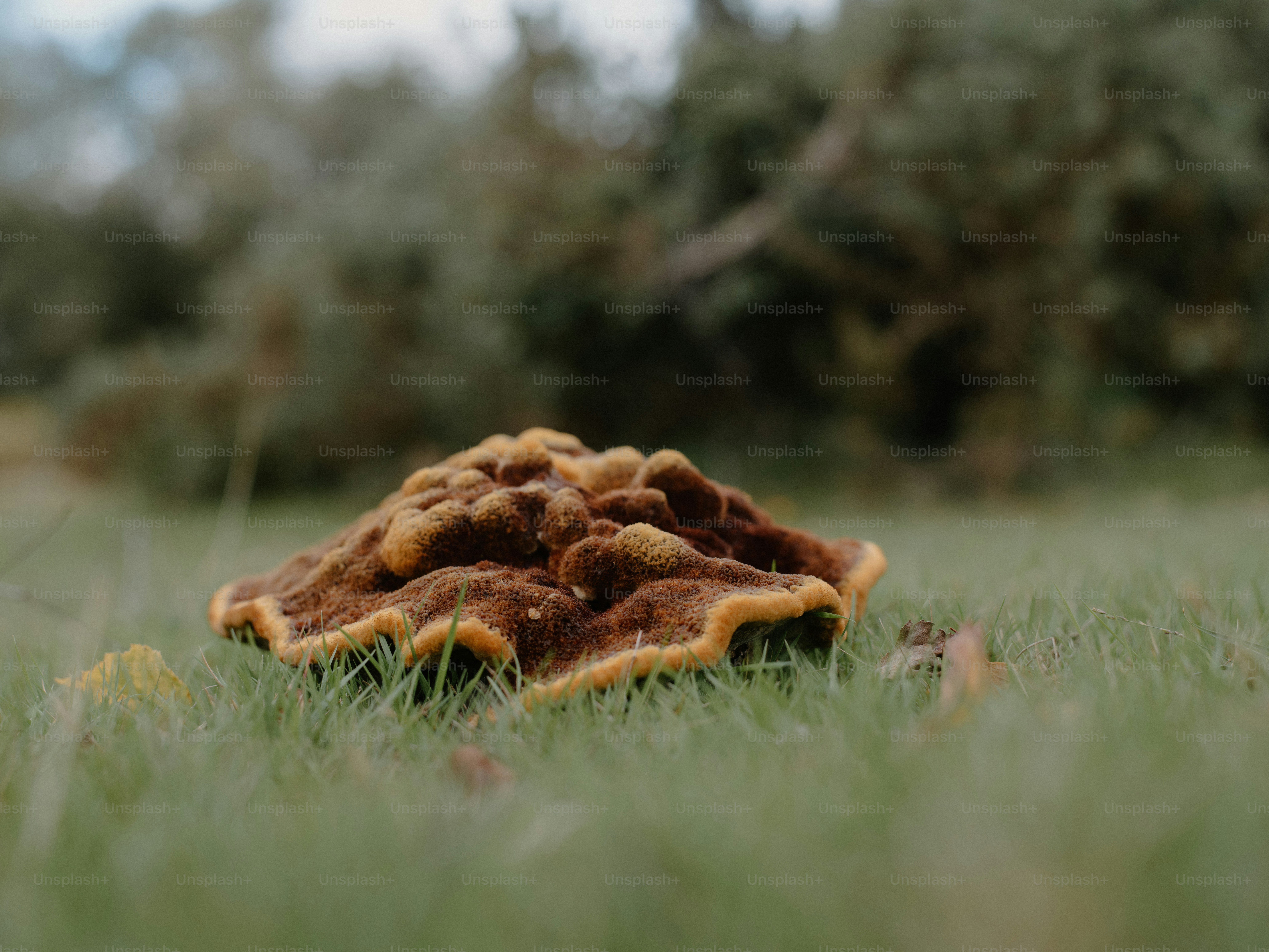 Um fungo marrom texturizado cresce na grama verde.