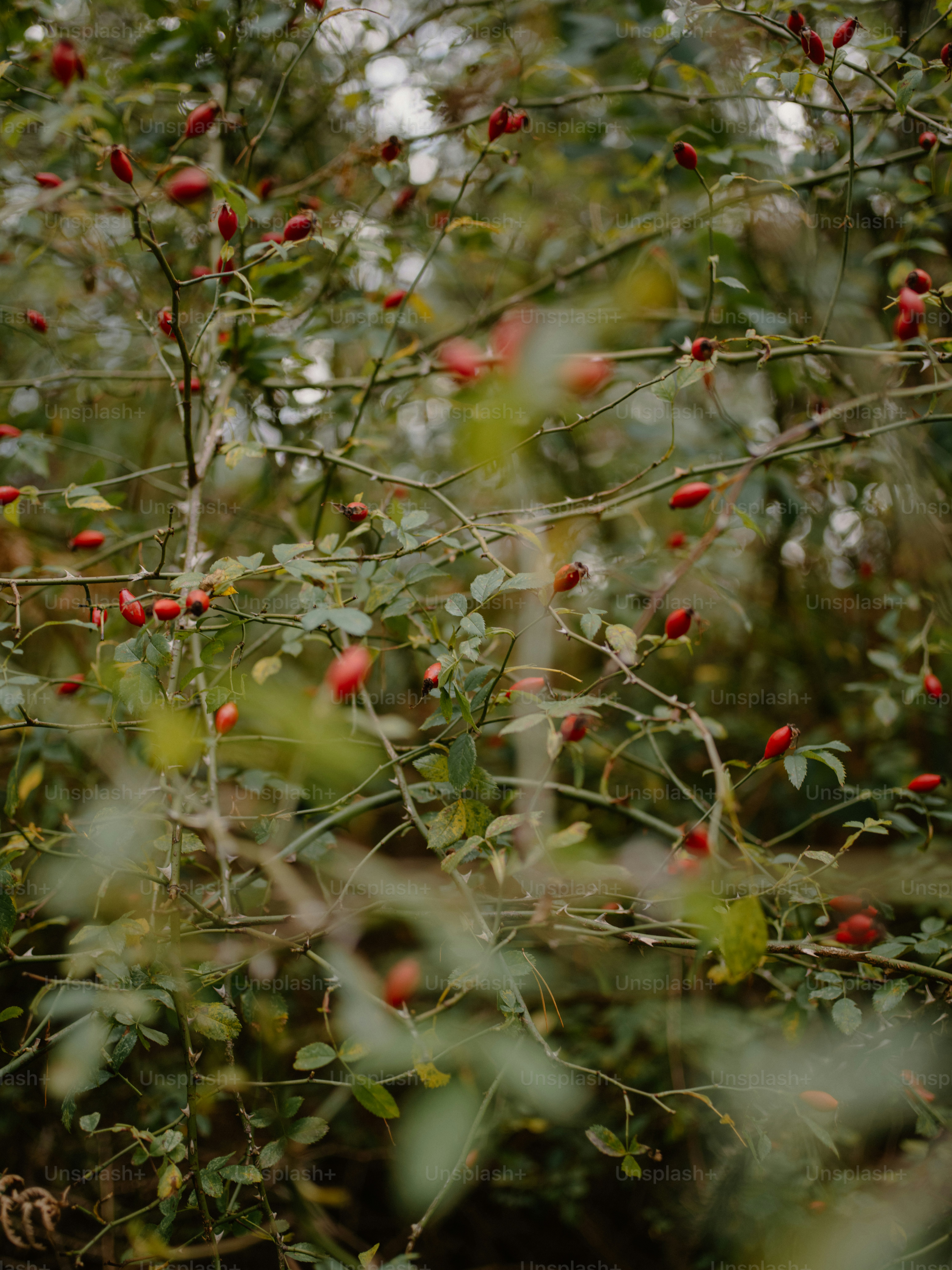 Red rose hips on a thorny bush in autumn.
