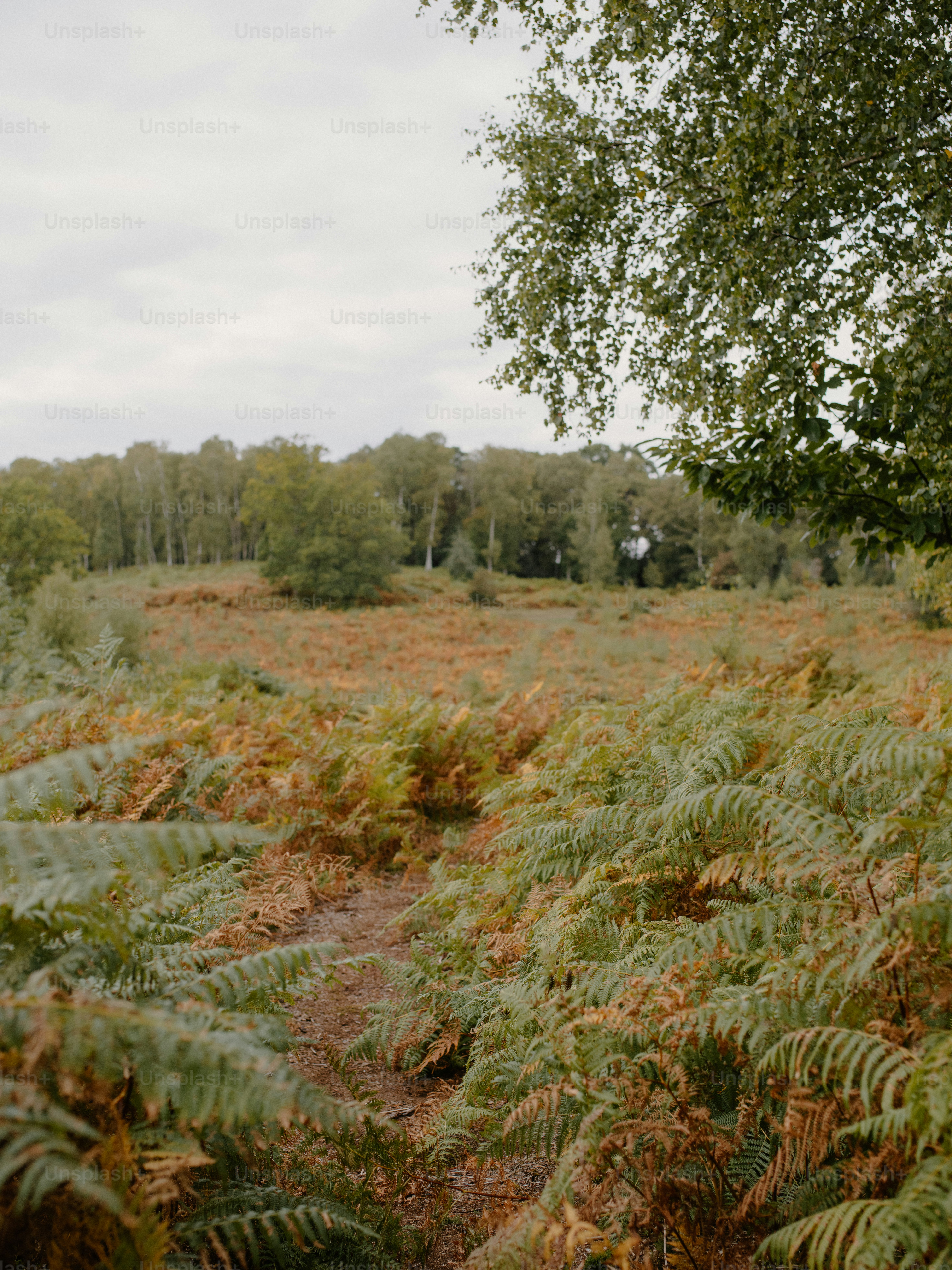 A path through a field of ferns and trees