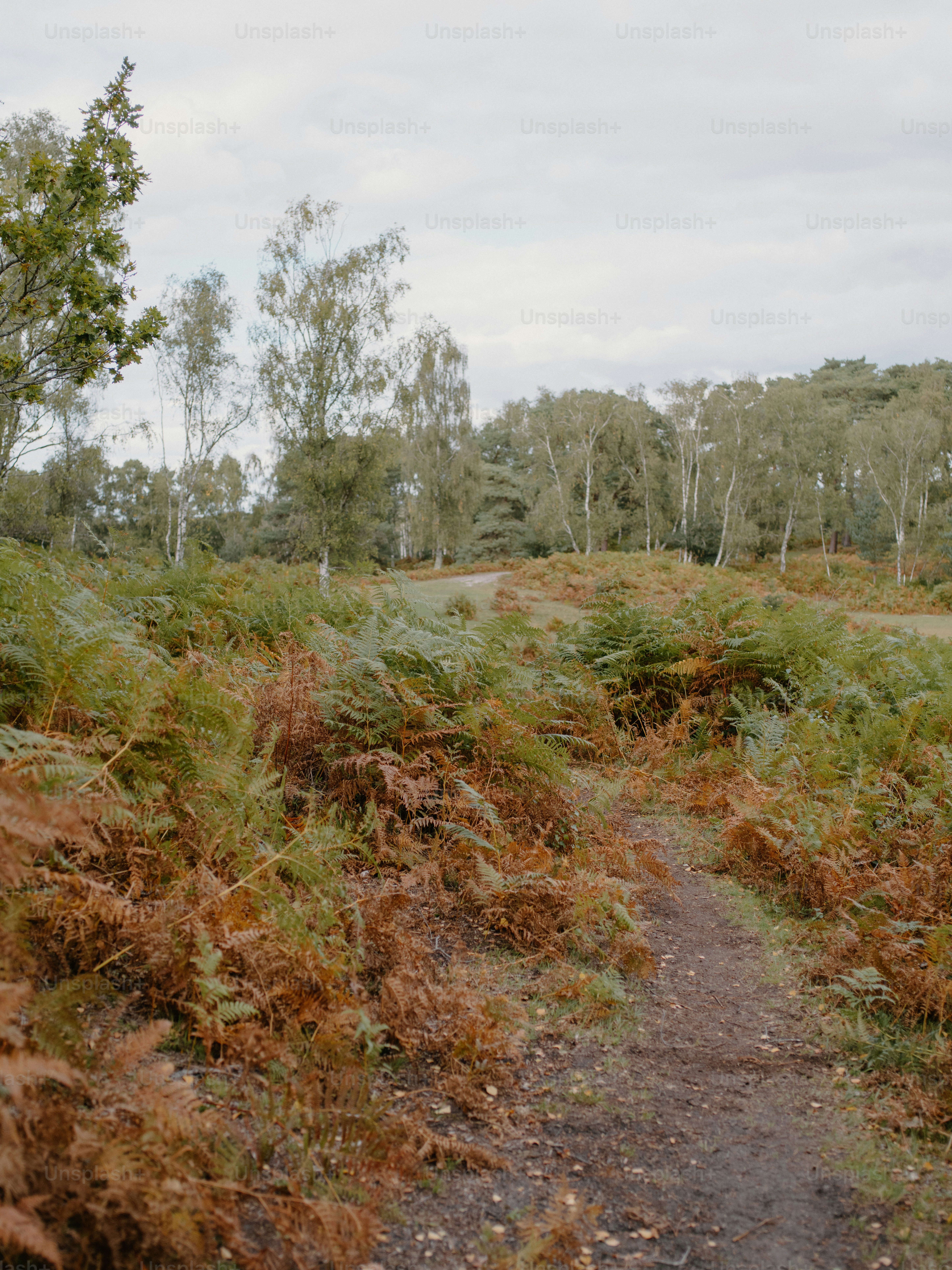 A dirt path winds through a field of ferns.