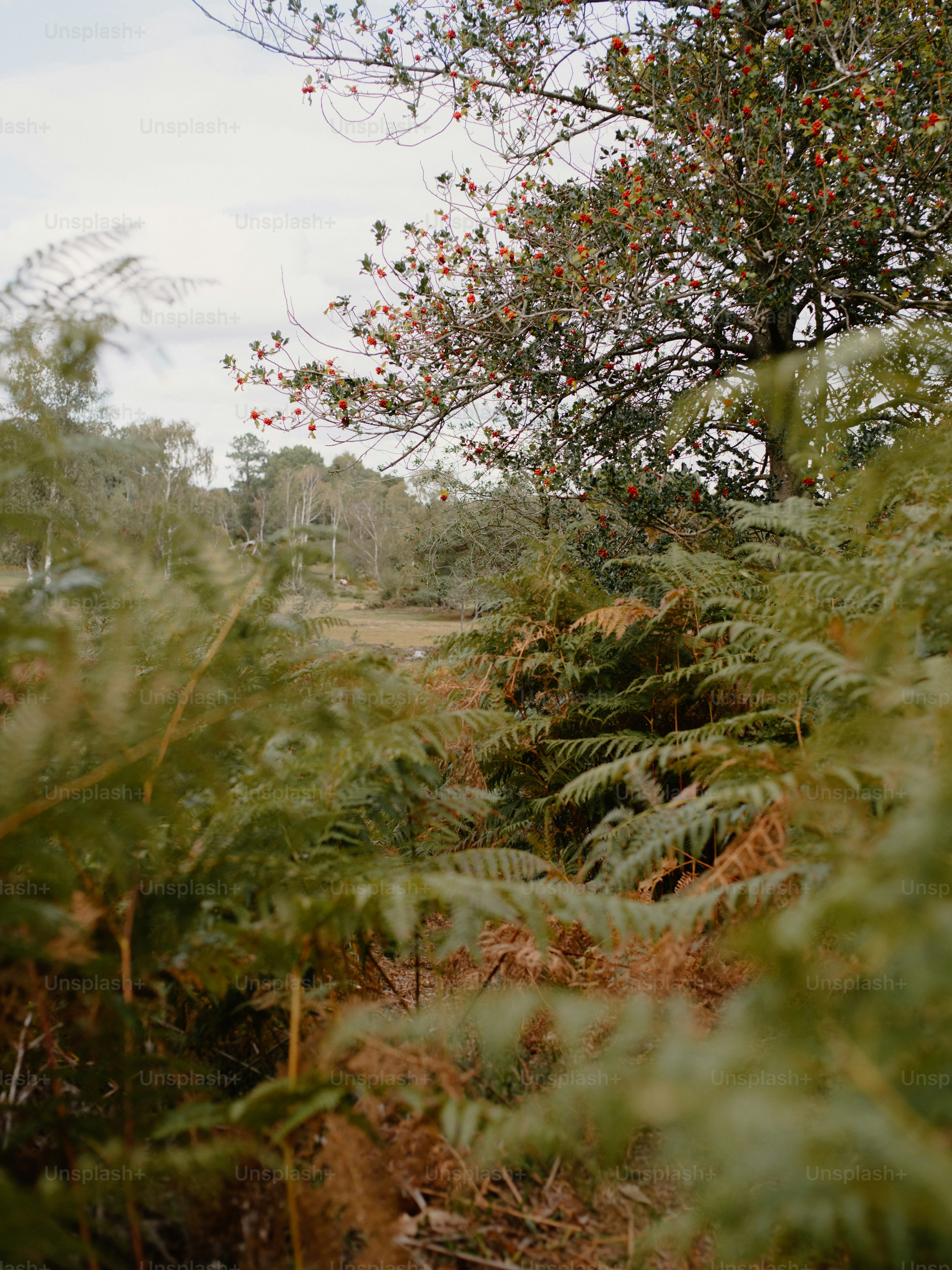 Lush green ferns and trees in a forest clearing.