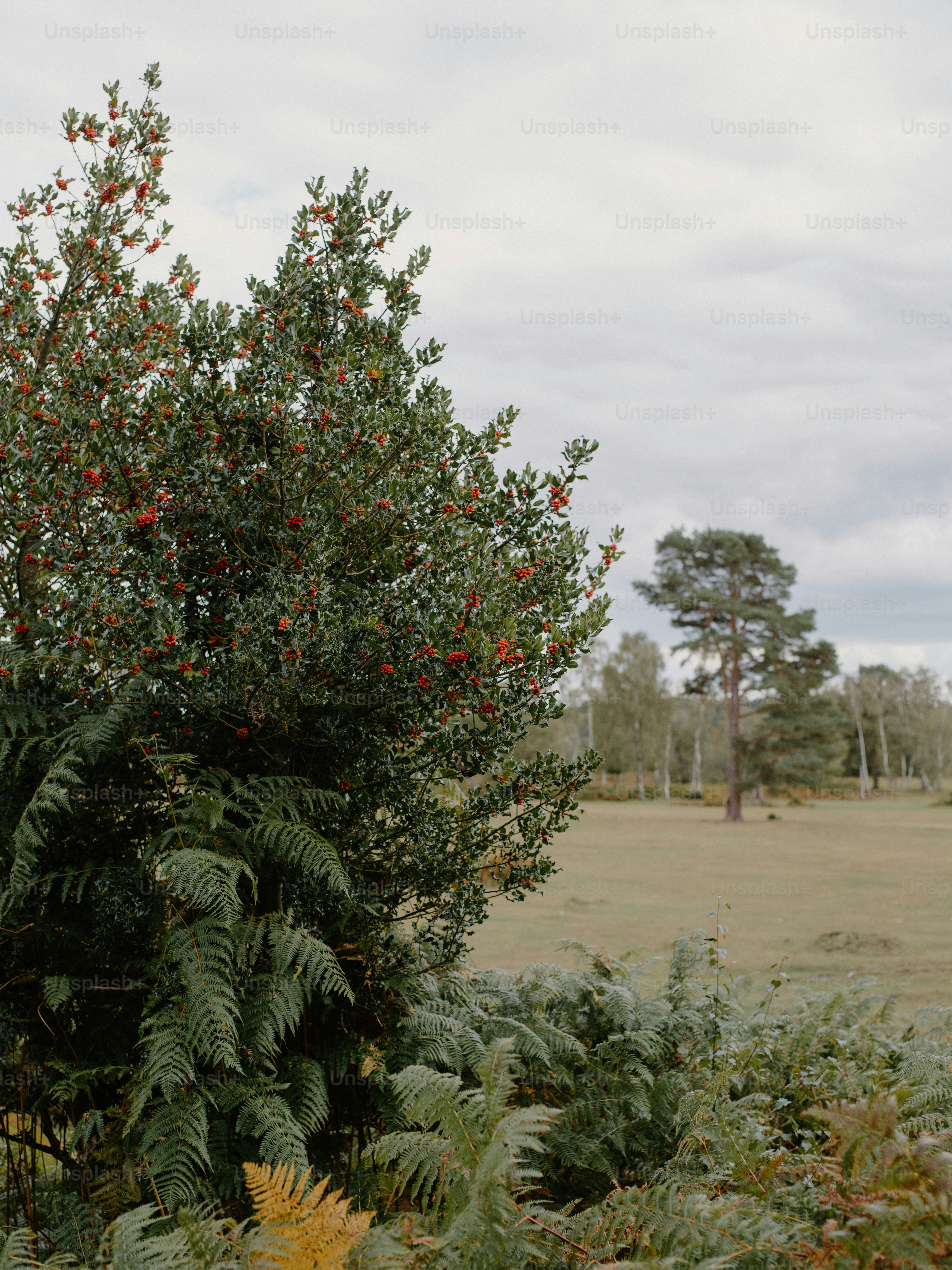 Holly bush with red berries and ferns in a field.