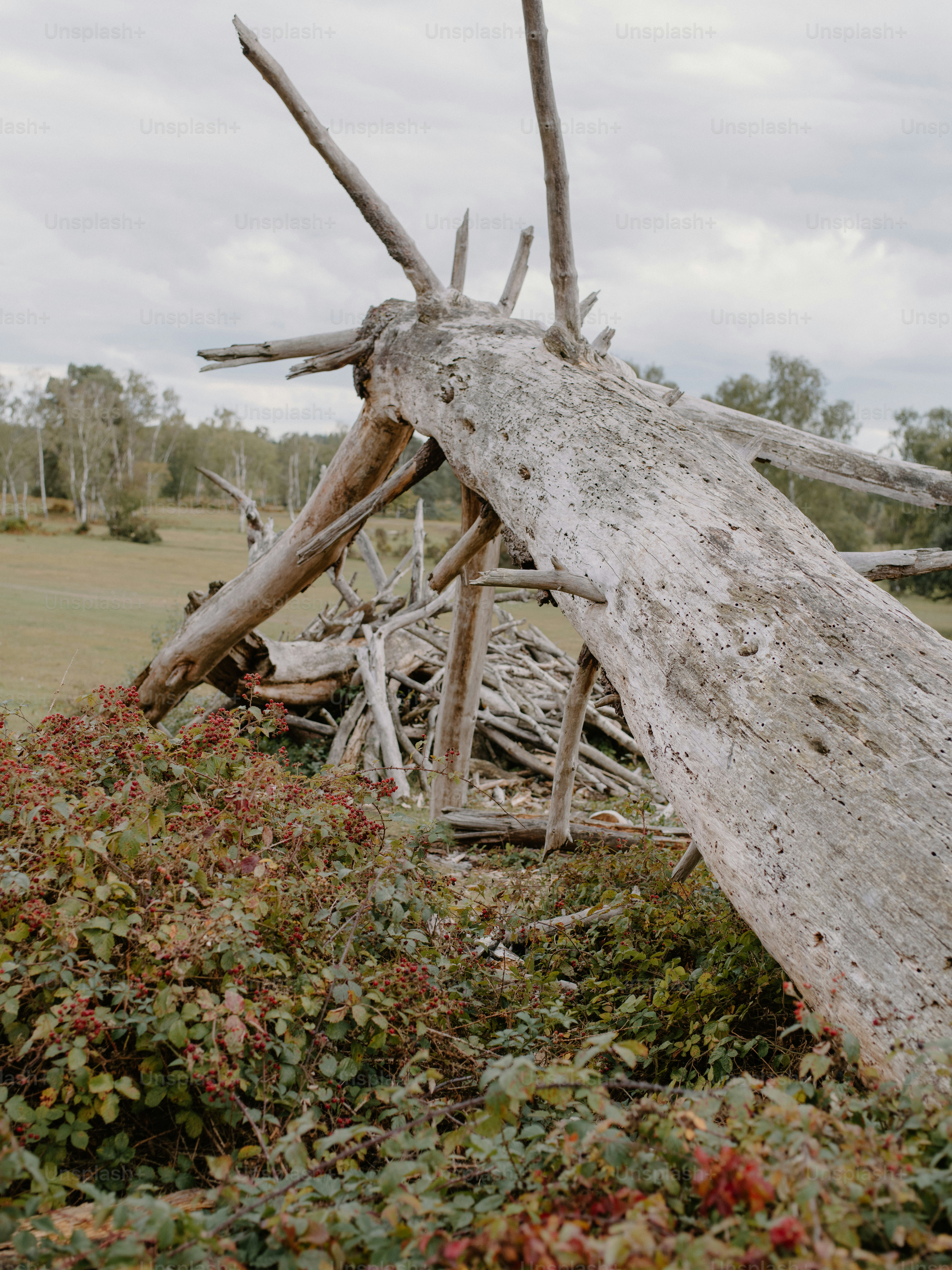 Fallen dead tree with branches in a field