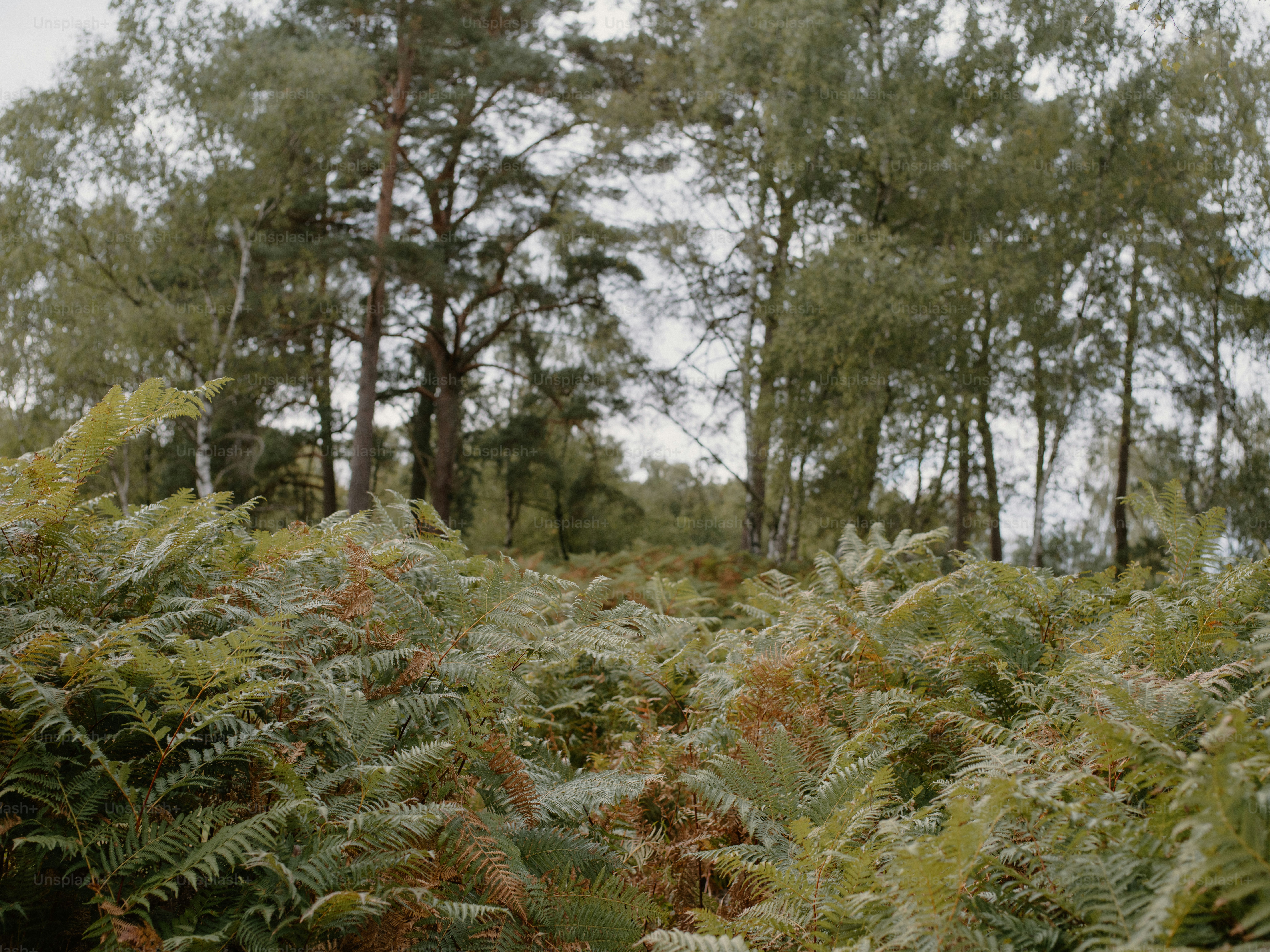 Lush green ferns and trees in a forest