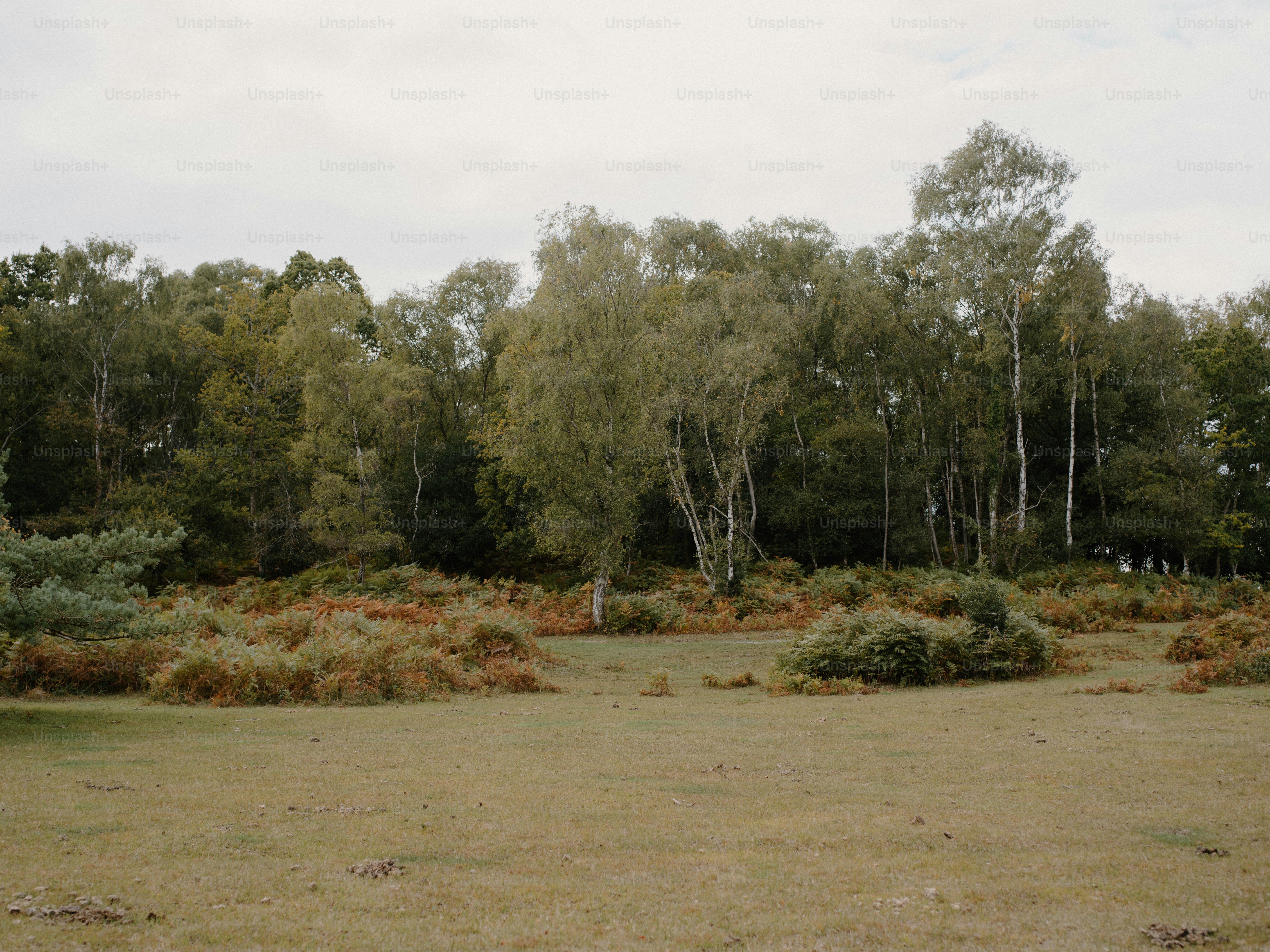 Woodland edge with dry grass and autumn foliage.