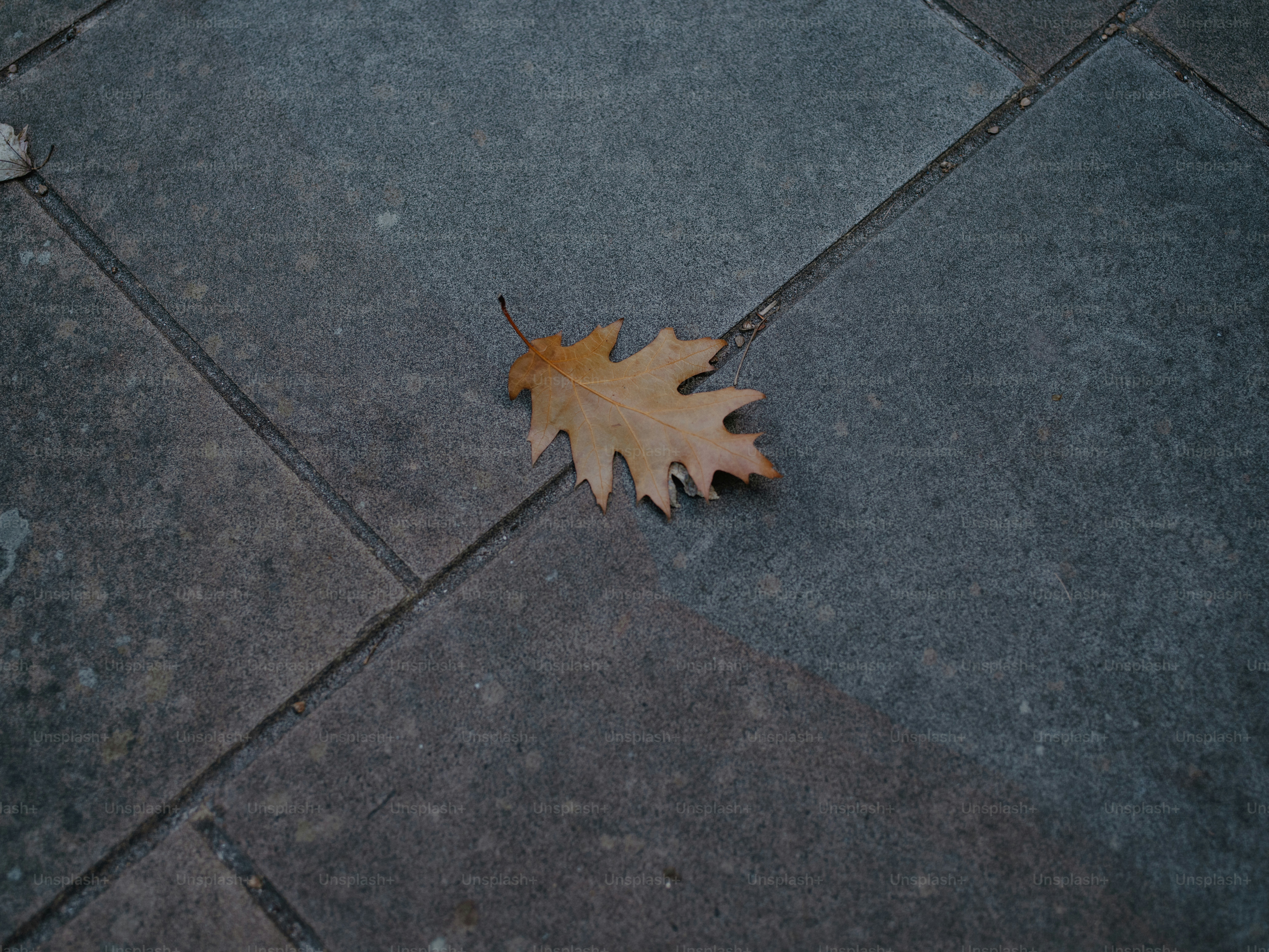 A single brown oak leaf on stone tiles