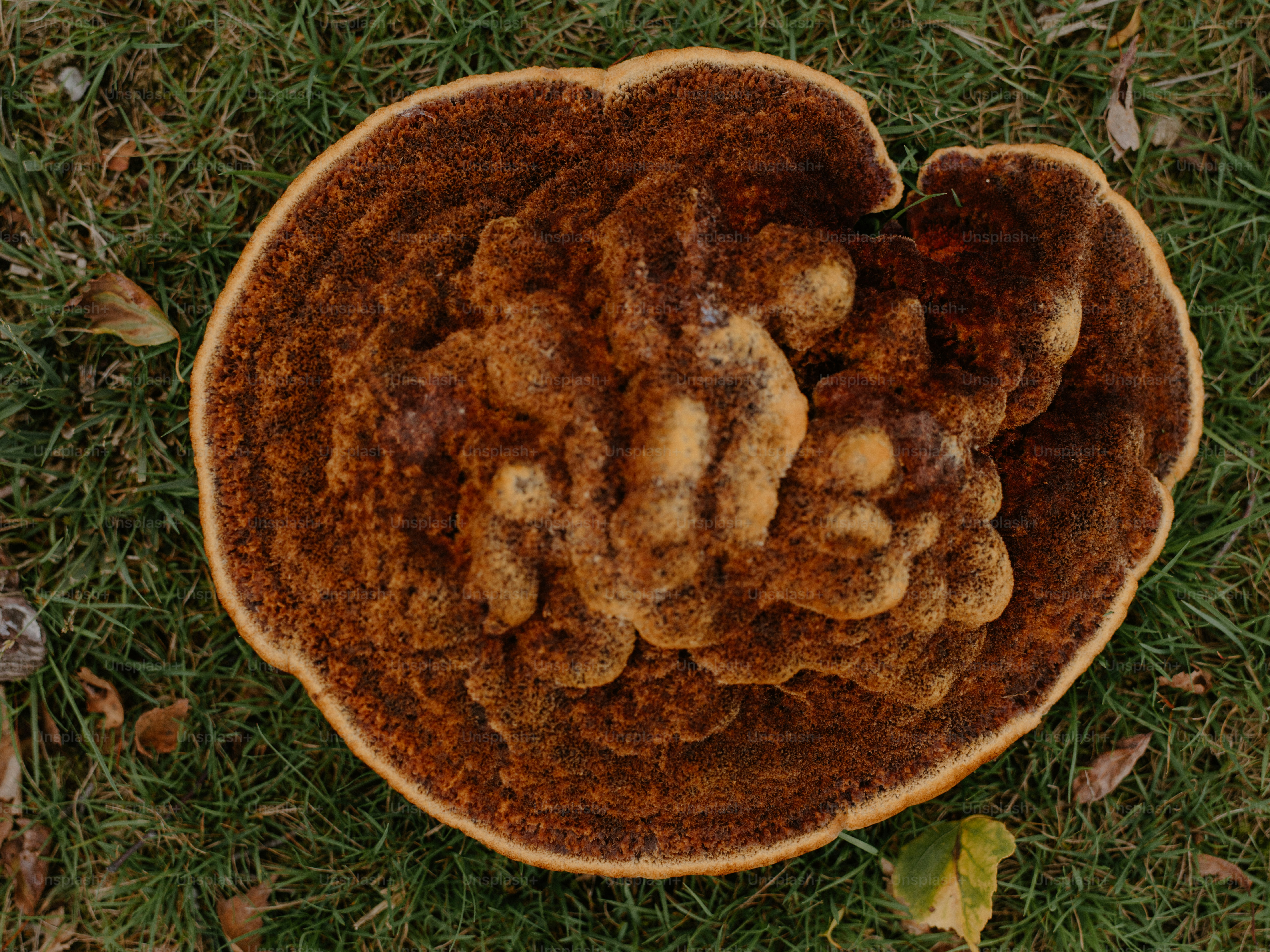 Ein großer brauner Pilz, der auf grünem Gras wächst