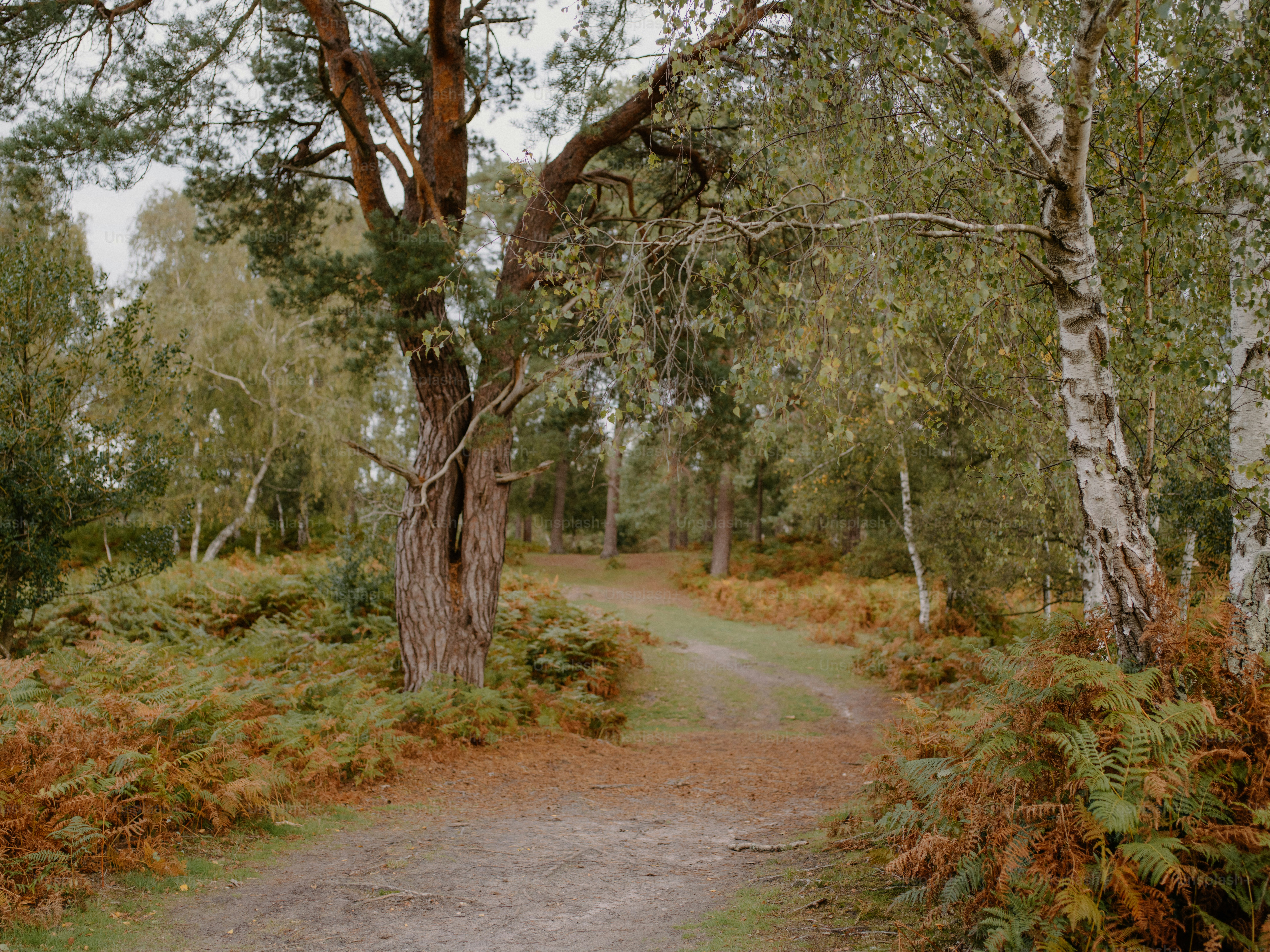 A dirt path winds through a forest with ferns.