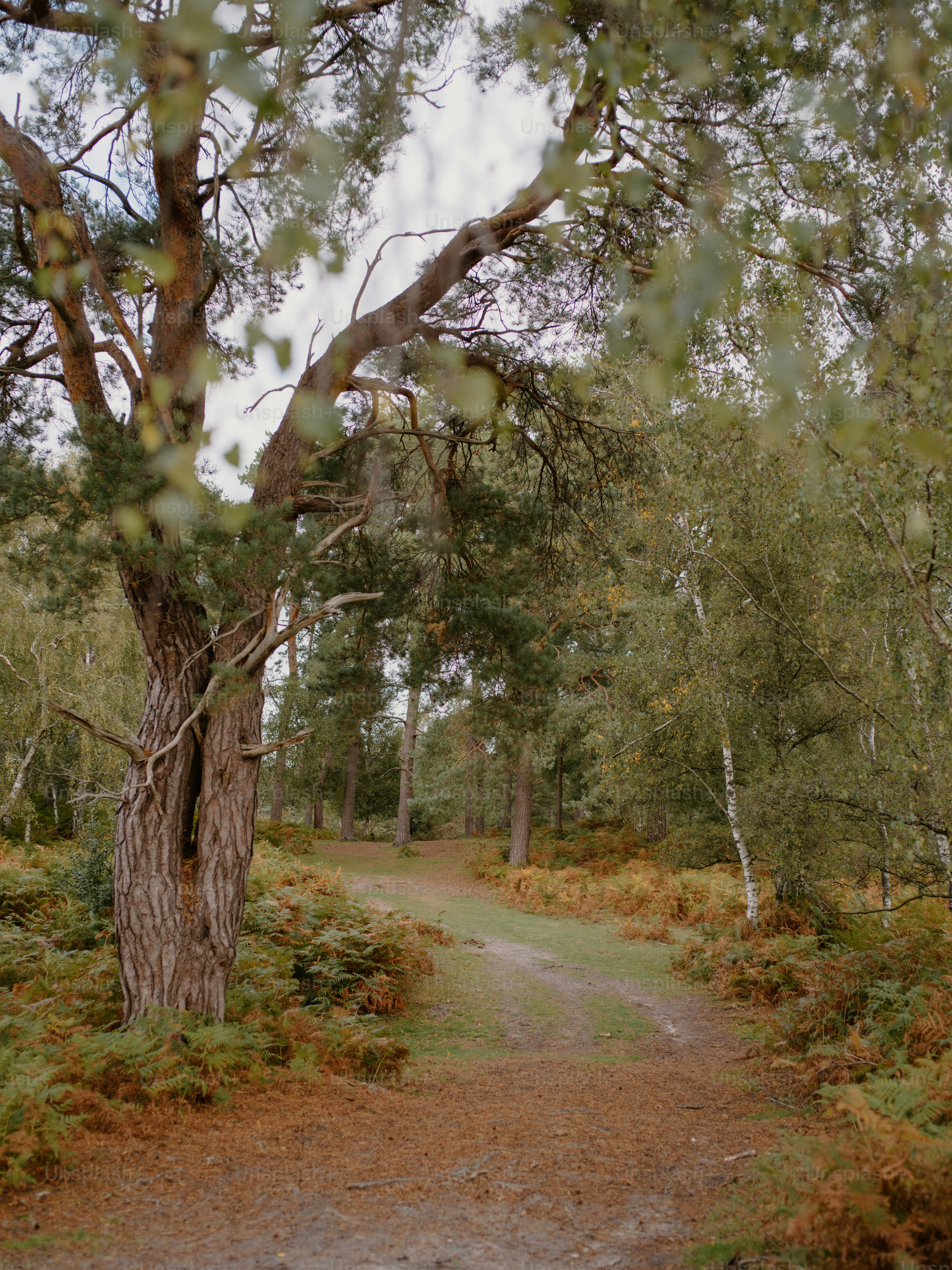 Dirt path winding through a forest with autumn foliage.