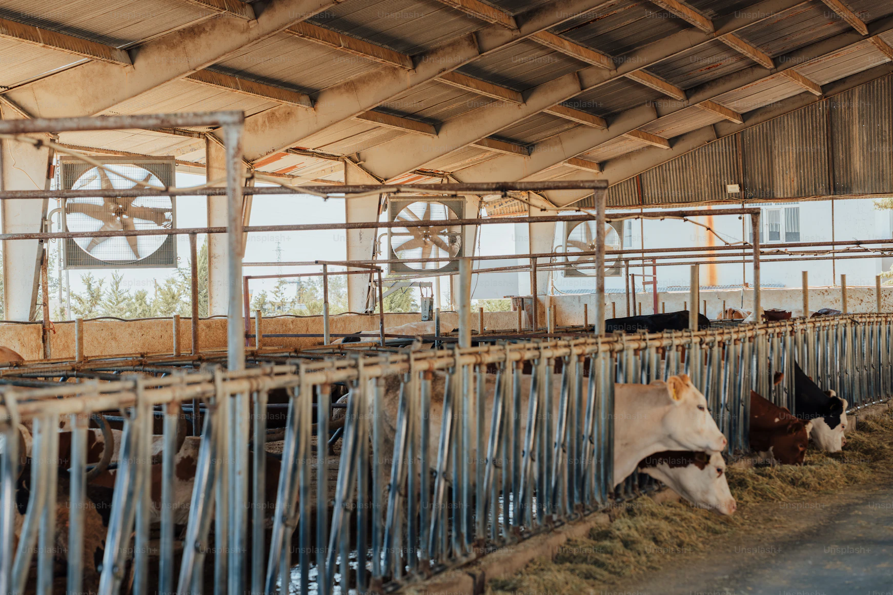 Modern dairy farm with cows