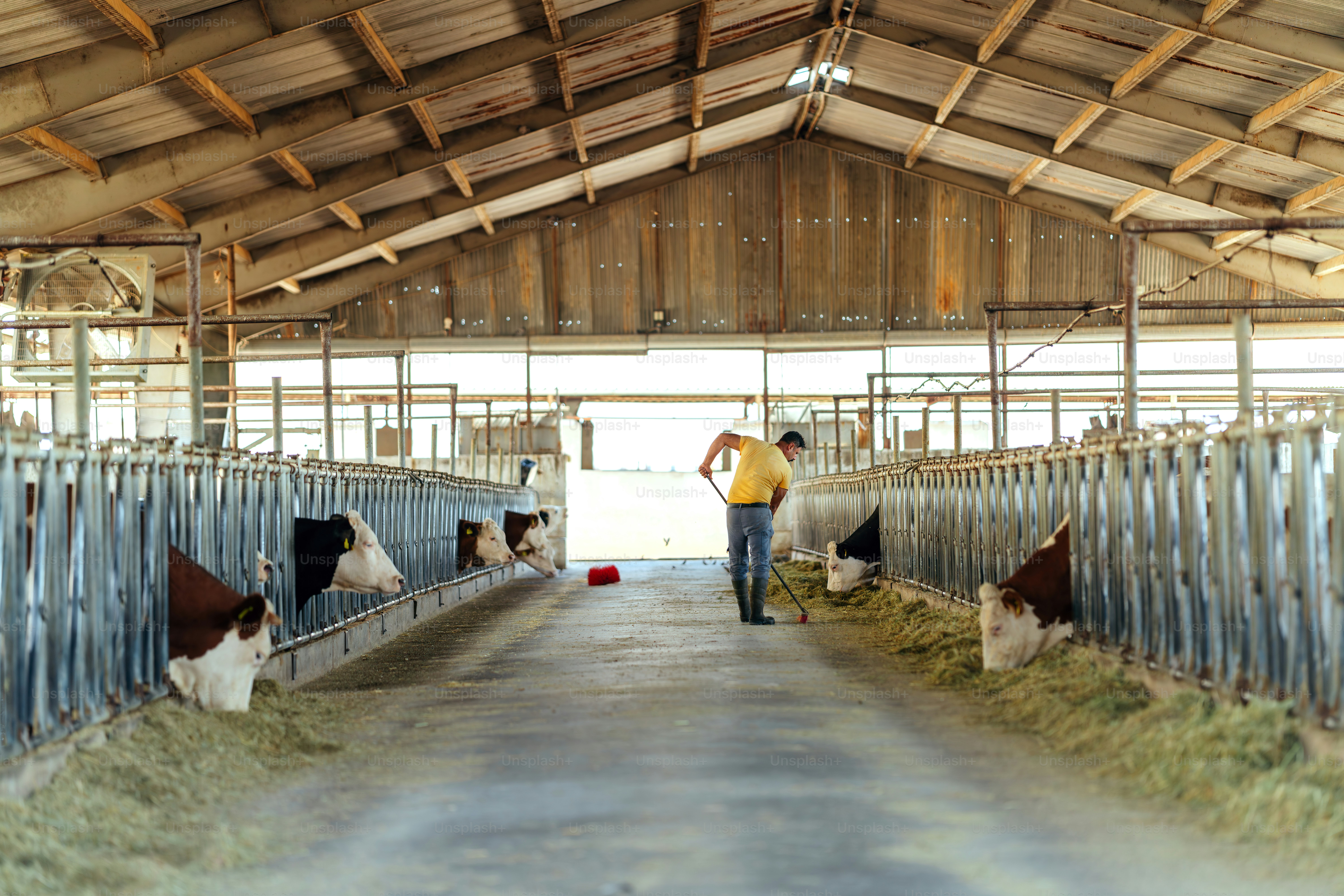 Farmer cleaning stalls with a rake in a barn. photo – Technology Image ...