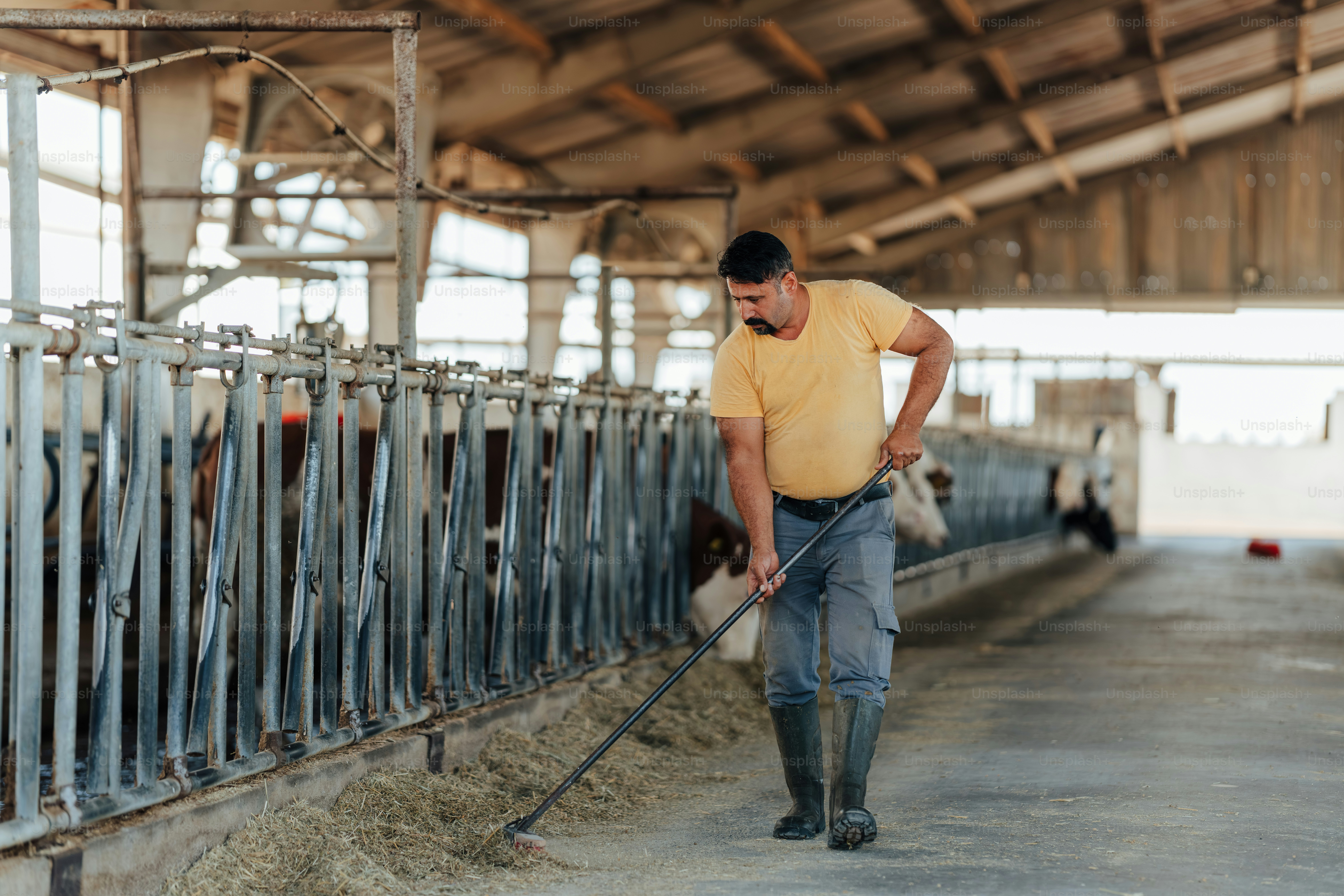 Farmer cleaning stalls with a rake in a barn. photo – Technology Image ...