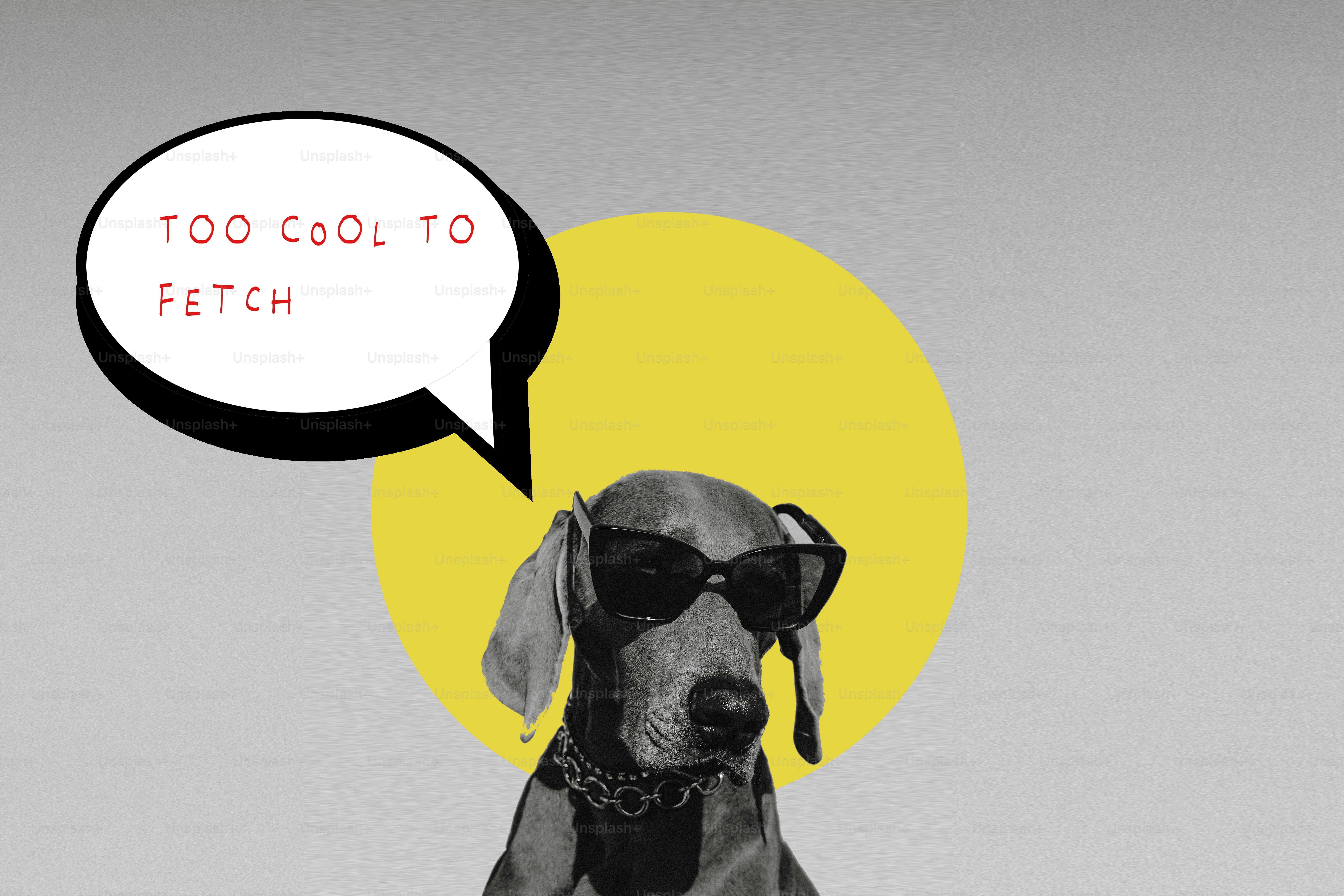 Dog wearing sunglasses with speech bubble