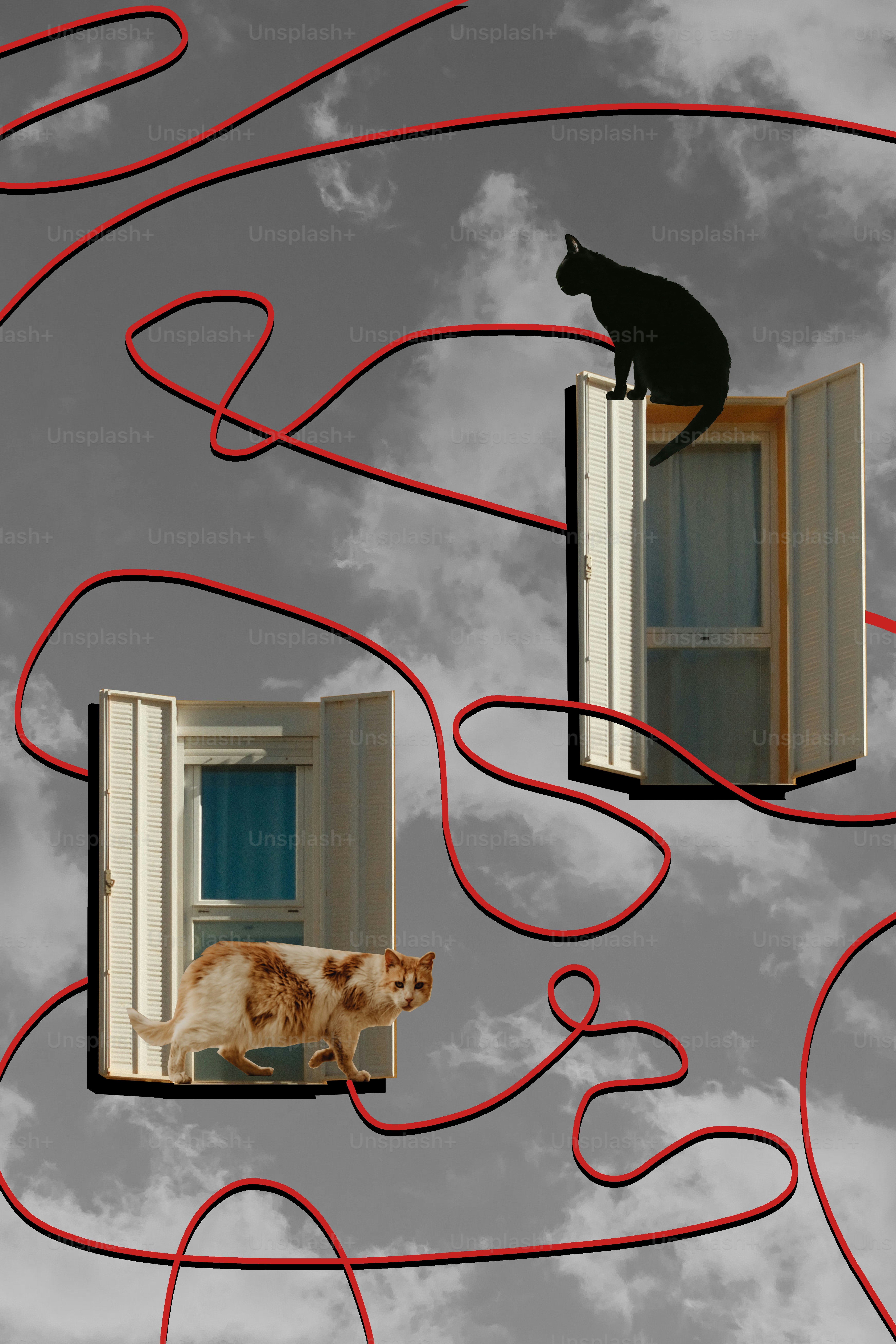 Two cats near open windows with red string