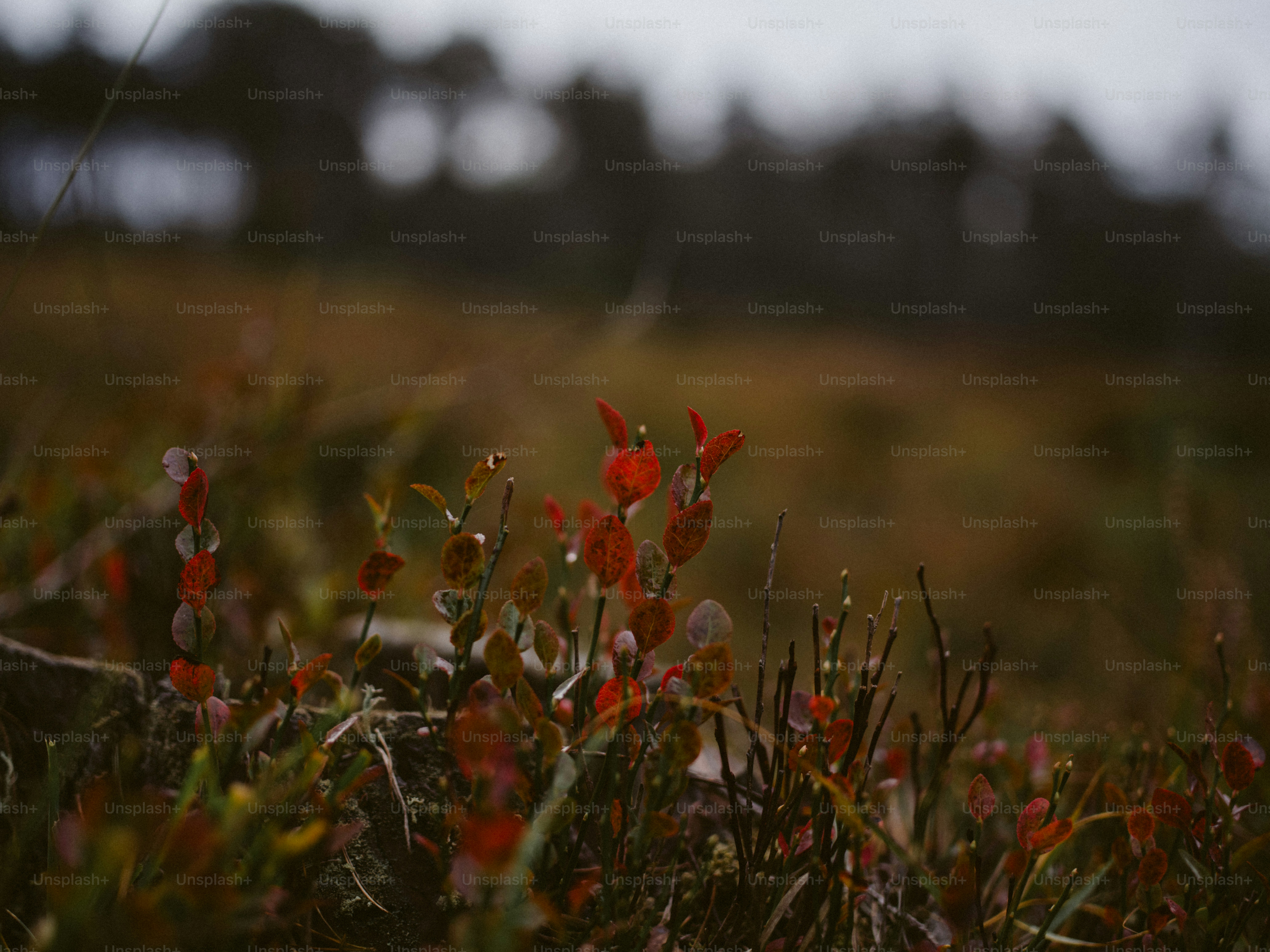 Small red plants with water droplets on leaves
