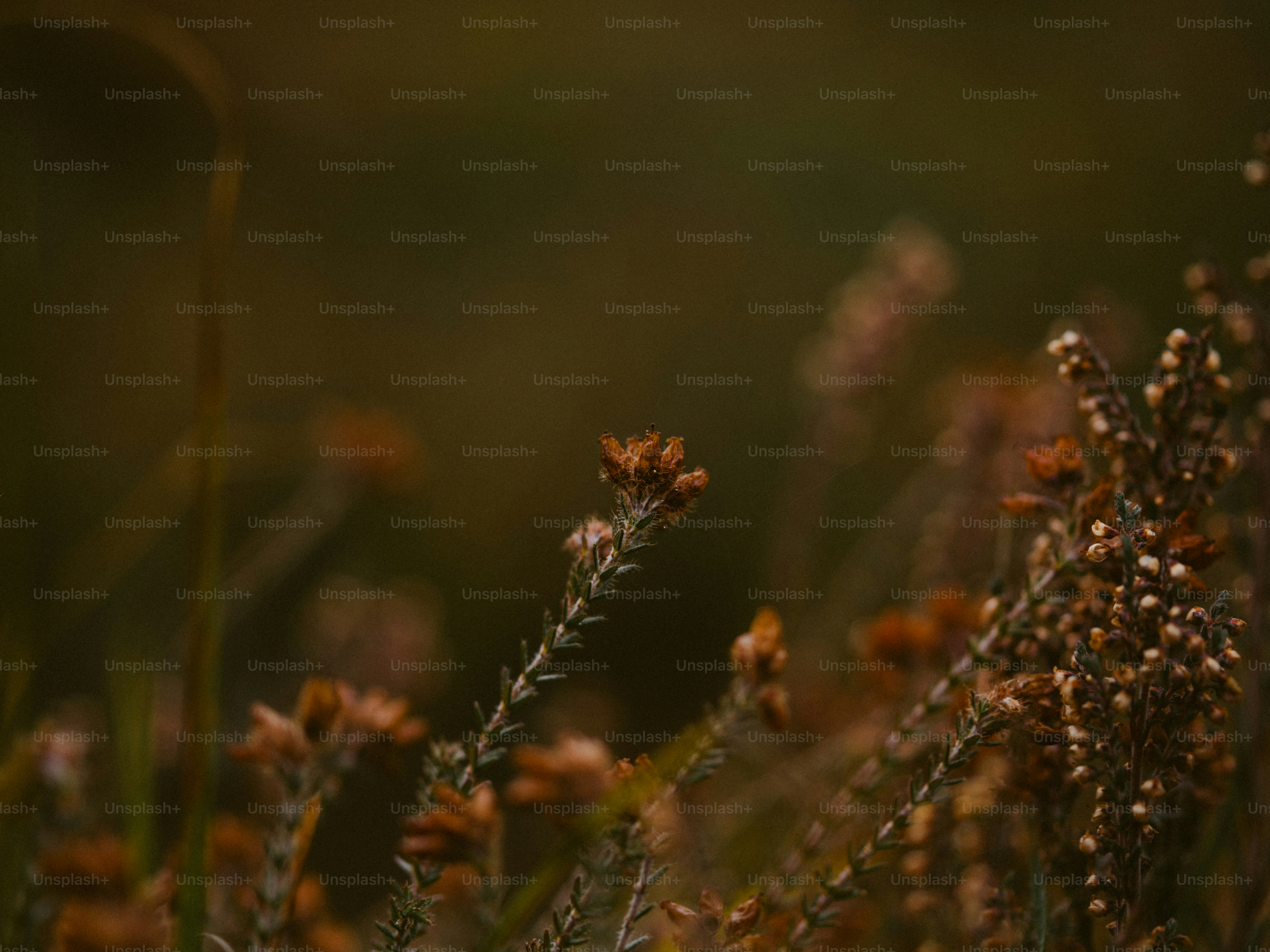 Close-up of dry heather flowers in soft light.
