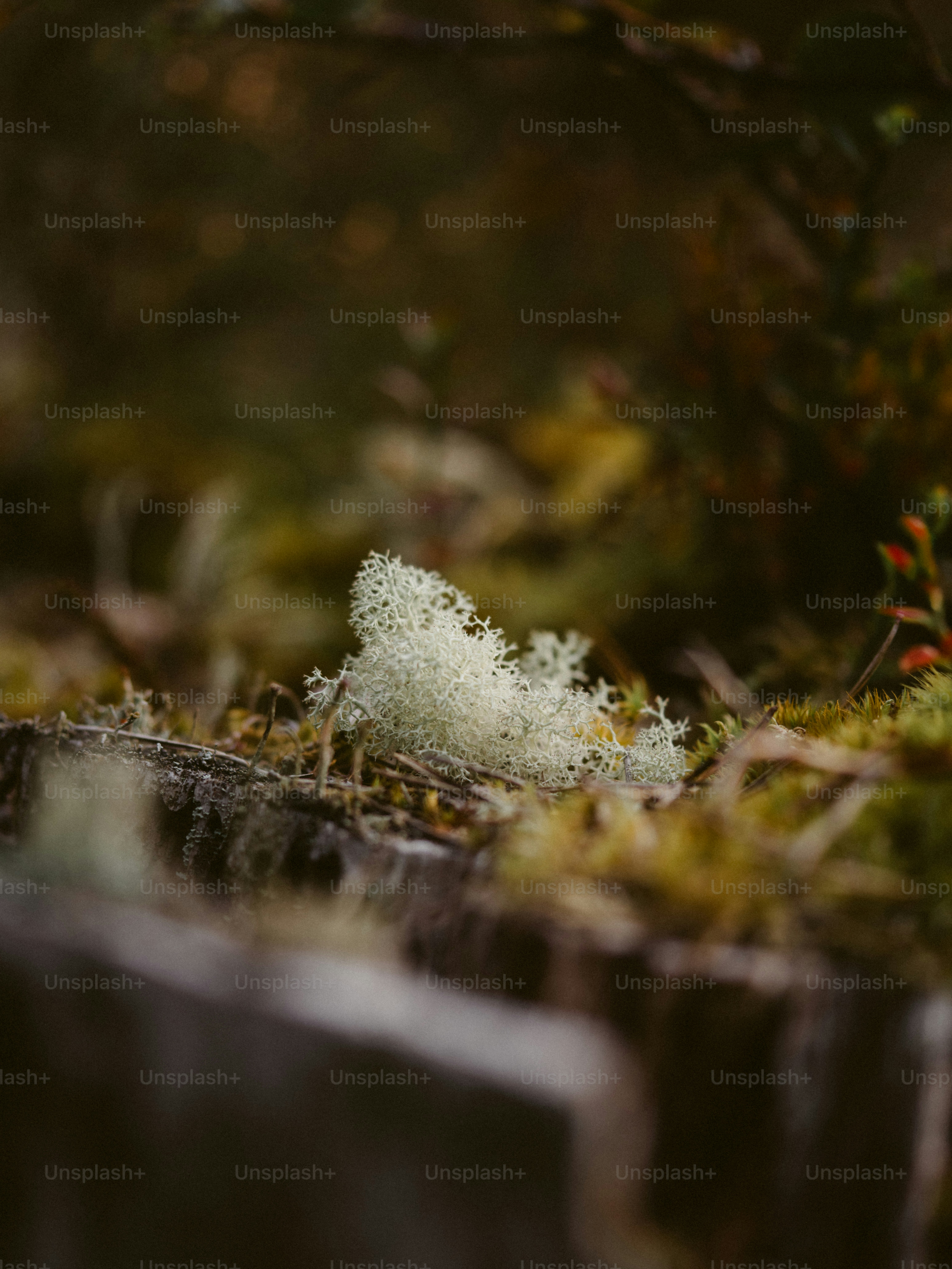 White lichen grows on a mossy forest floor.