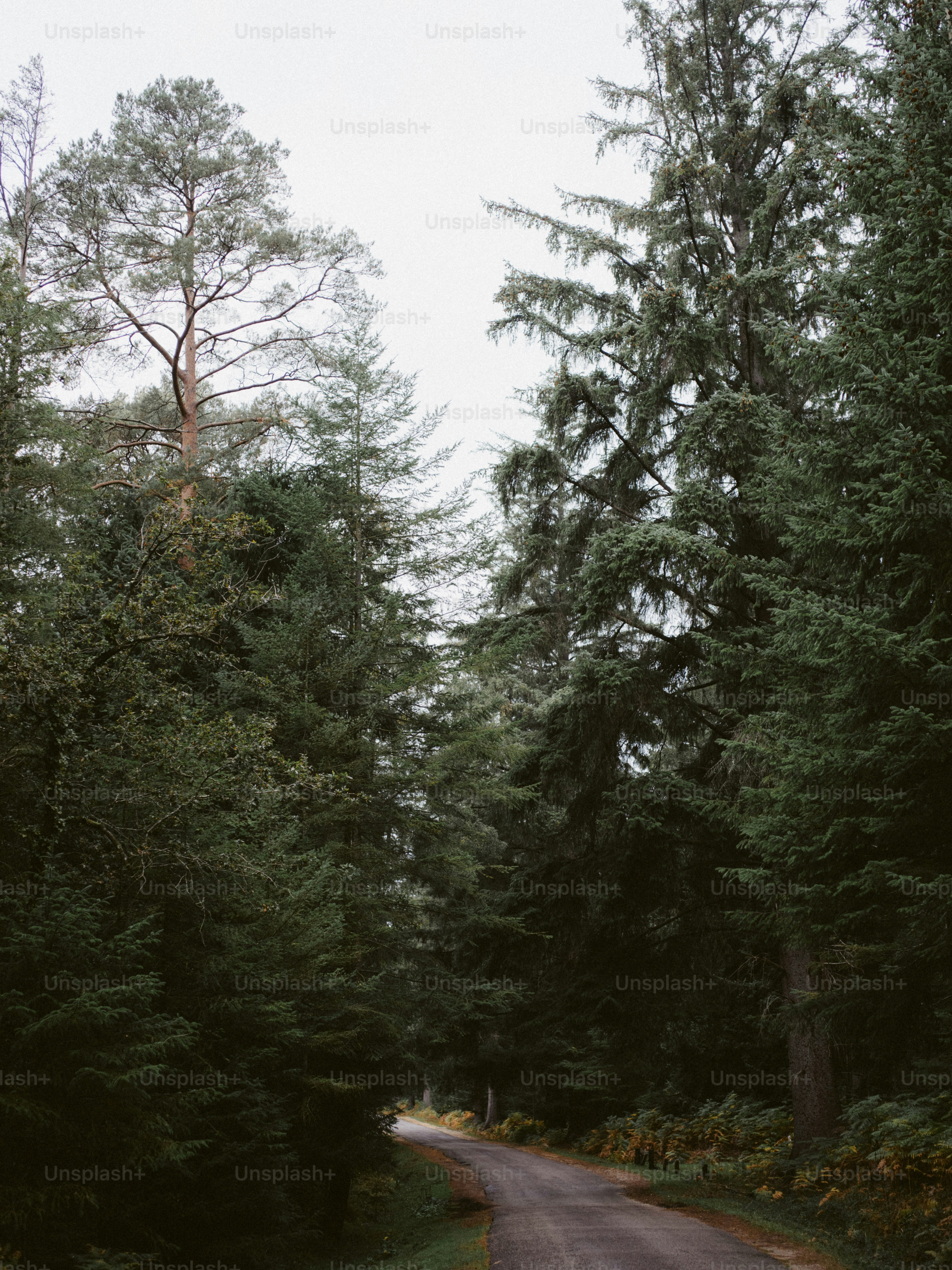 A winding road through a dense evergreen forest.