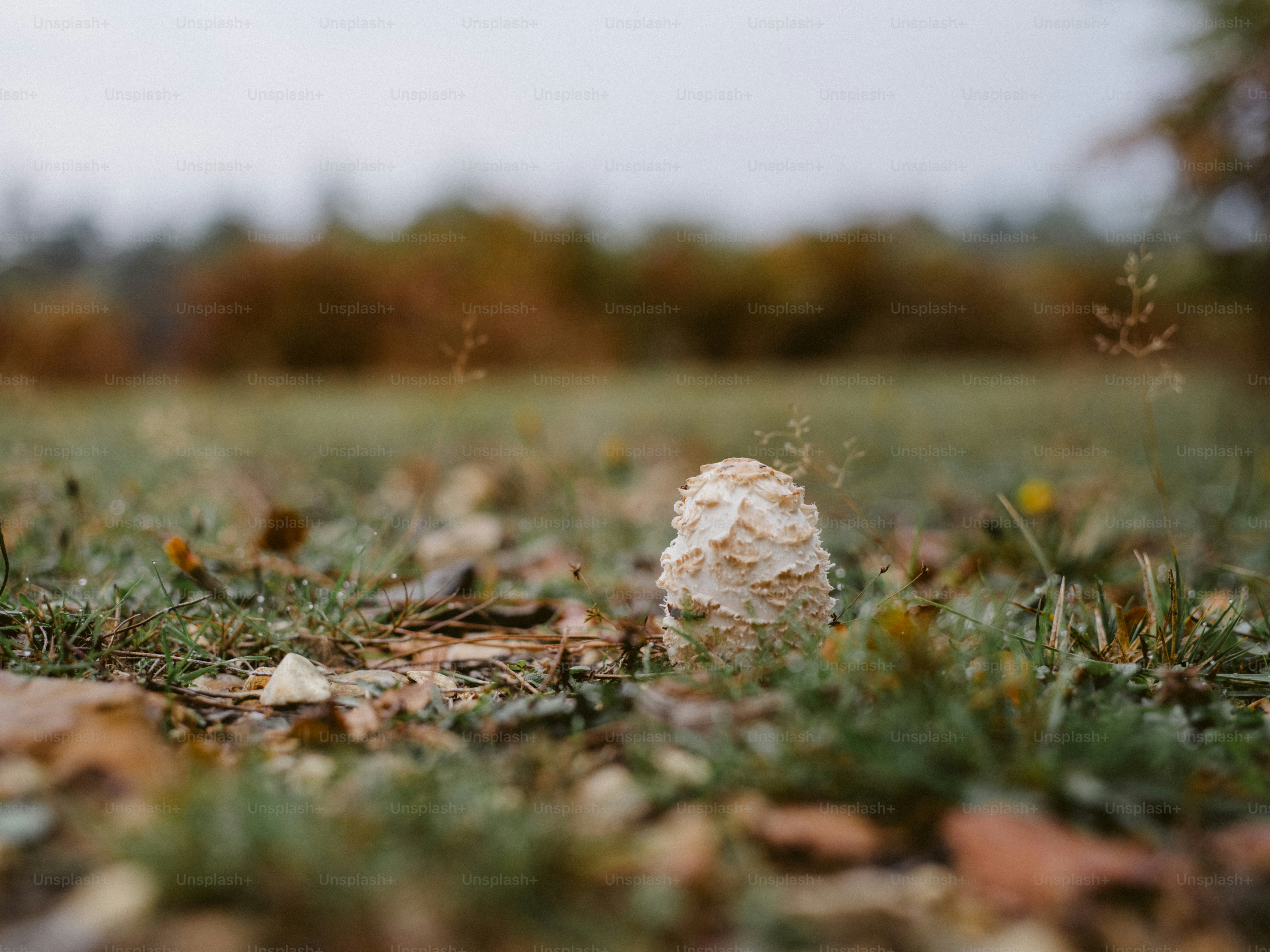 Um único cogumelo cresce em um campo gramado.