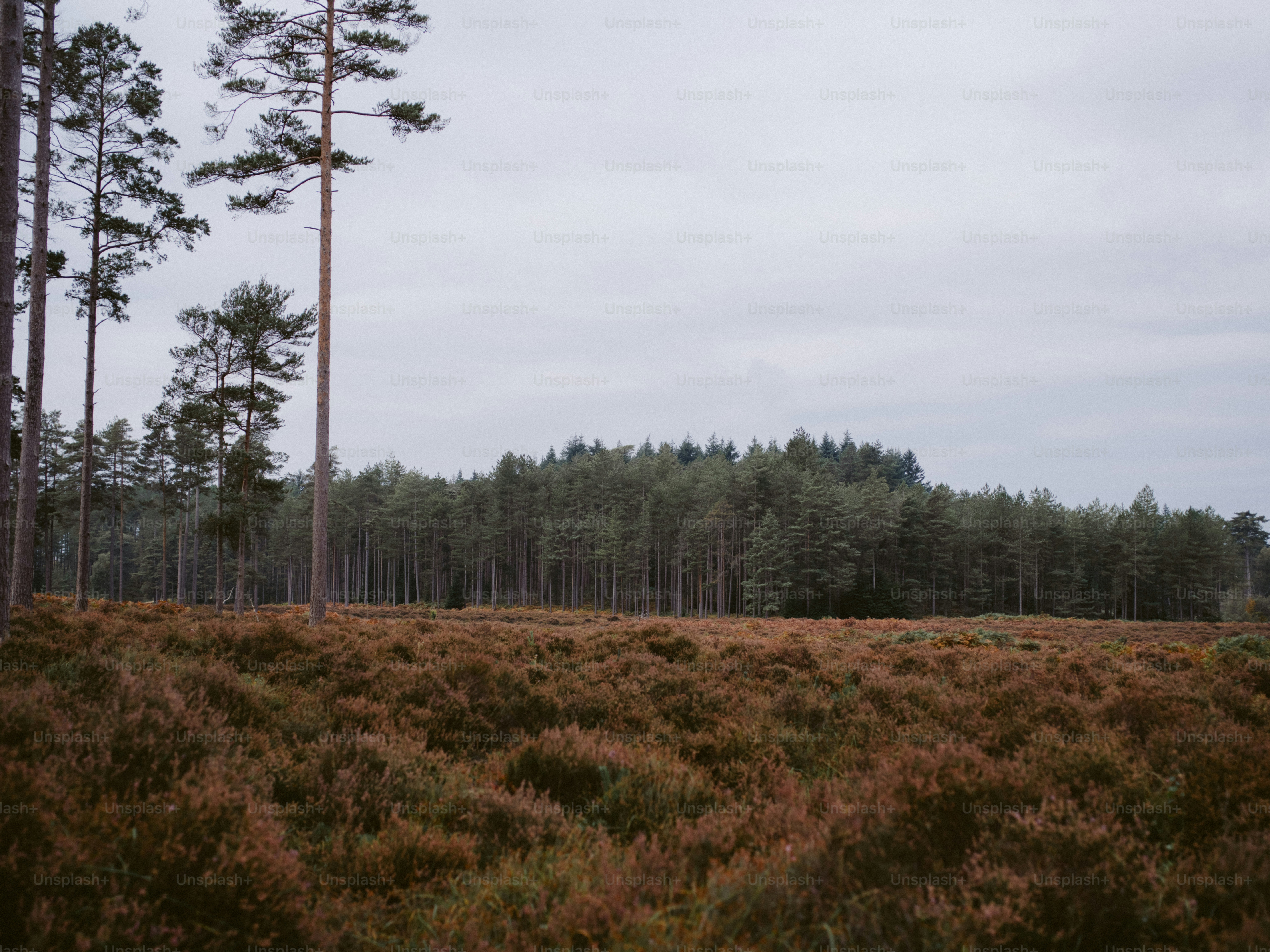 Pine trees border a heathland landscape under a cloudy sky