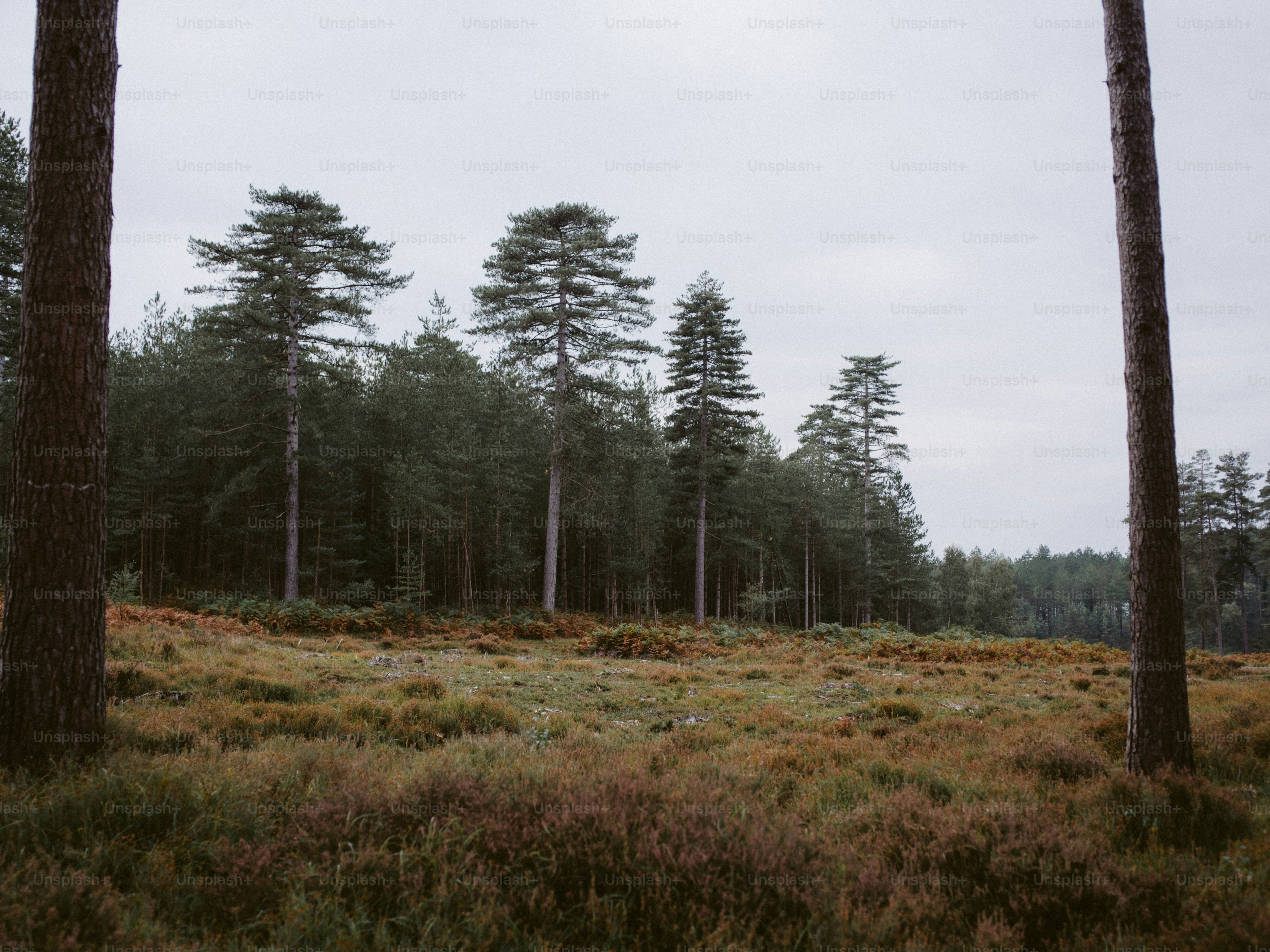 Tall pine trees in a misty forest clearing