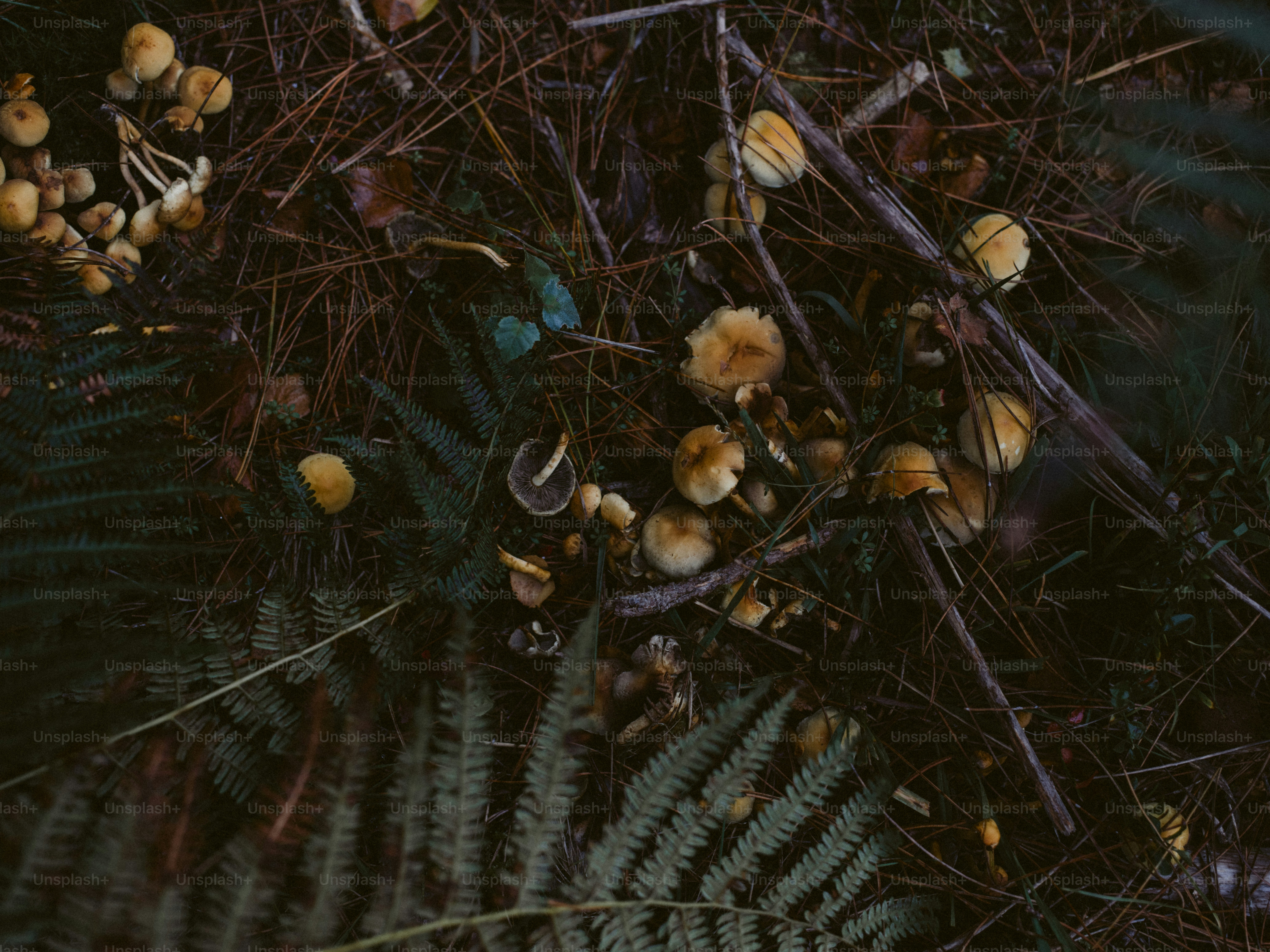 schmuck kaktus Mojave-Kaktus-Halskette Gold – Nomad Nextdoor