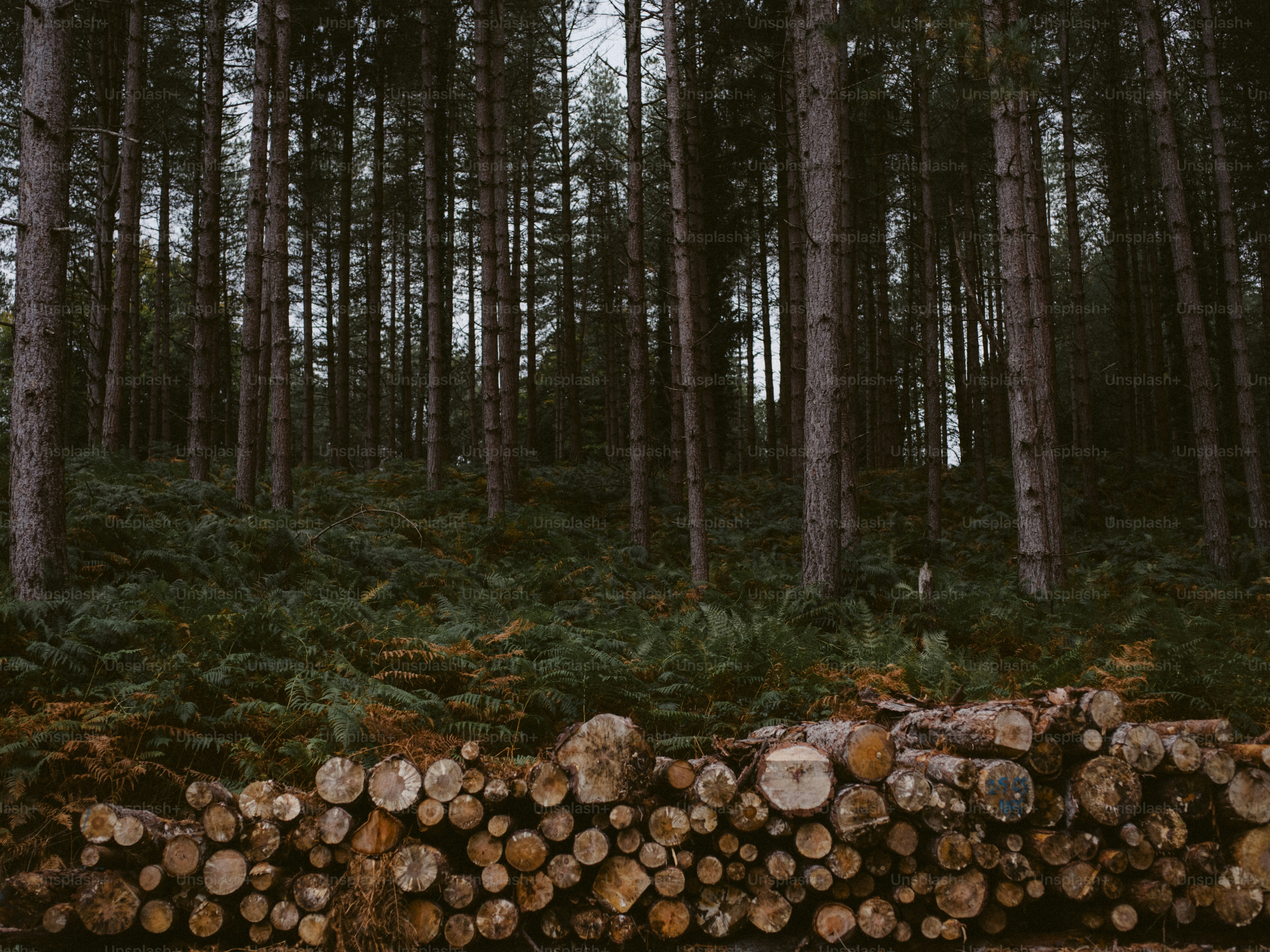 暗い森に切り取られた丸太の山