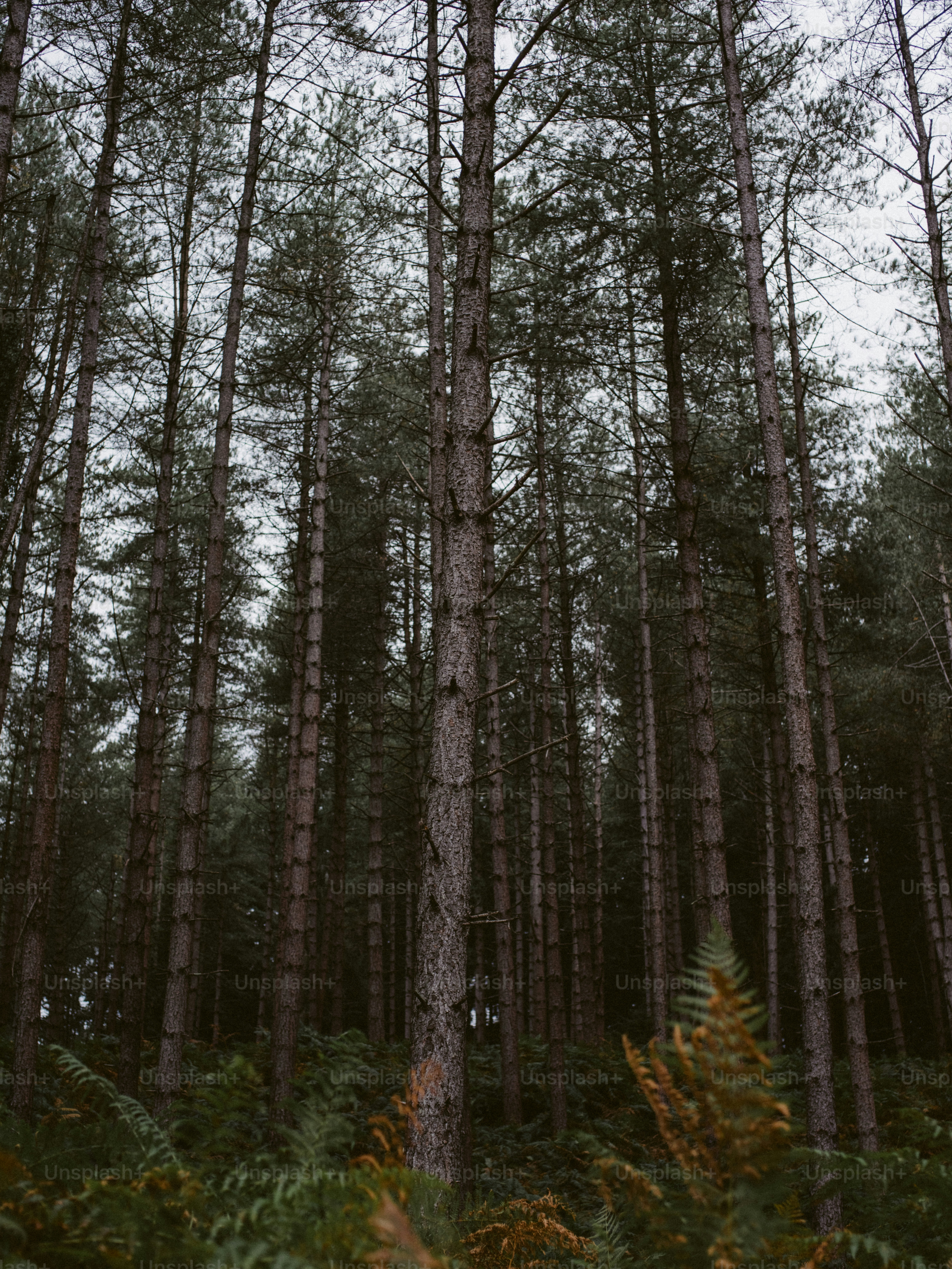 Tall pine trees in a dense forest with ferns.