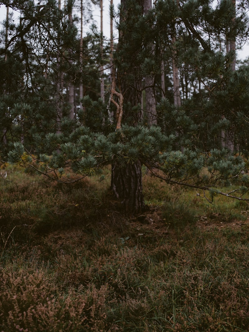 forest undergrowth, wooded area Japan, police investigation scene, dense woodland