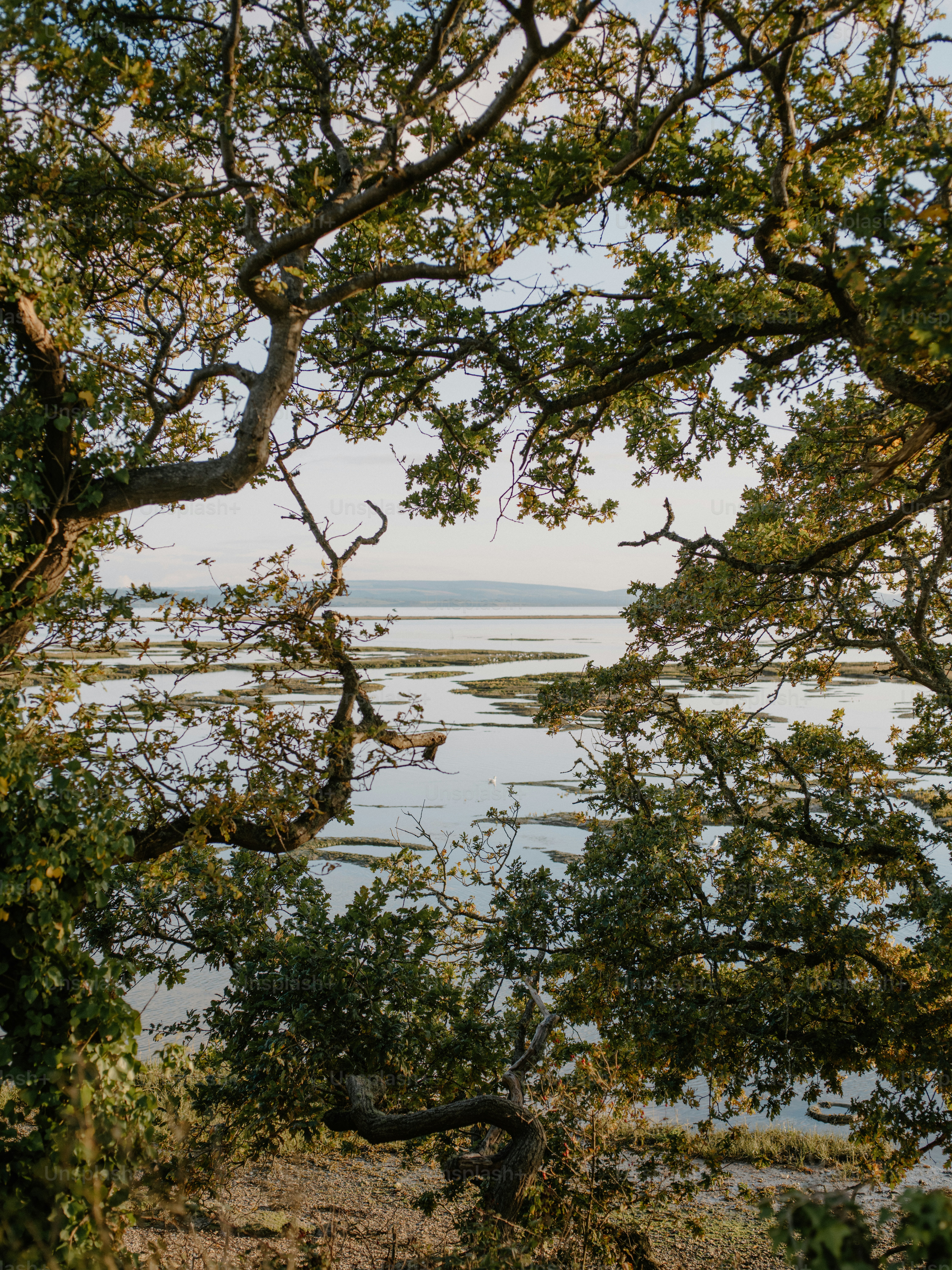 Framed view of a tranquil coastal landscape with trees. photo – Sea ...