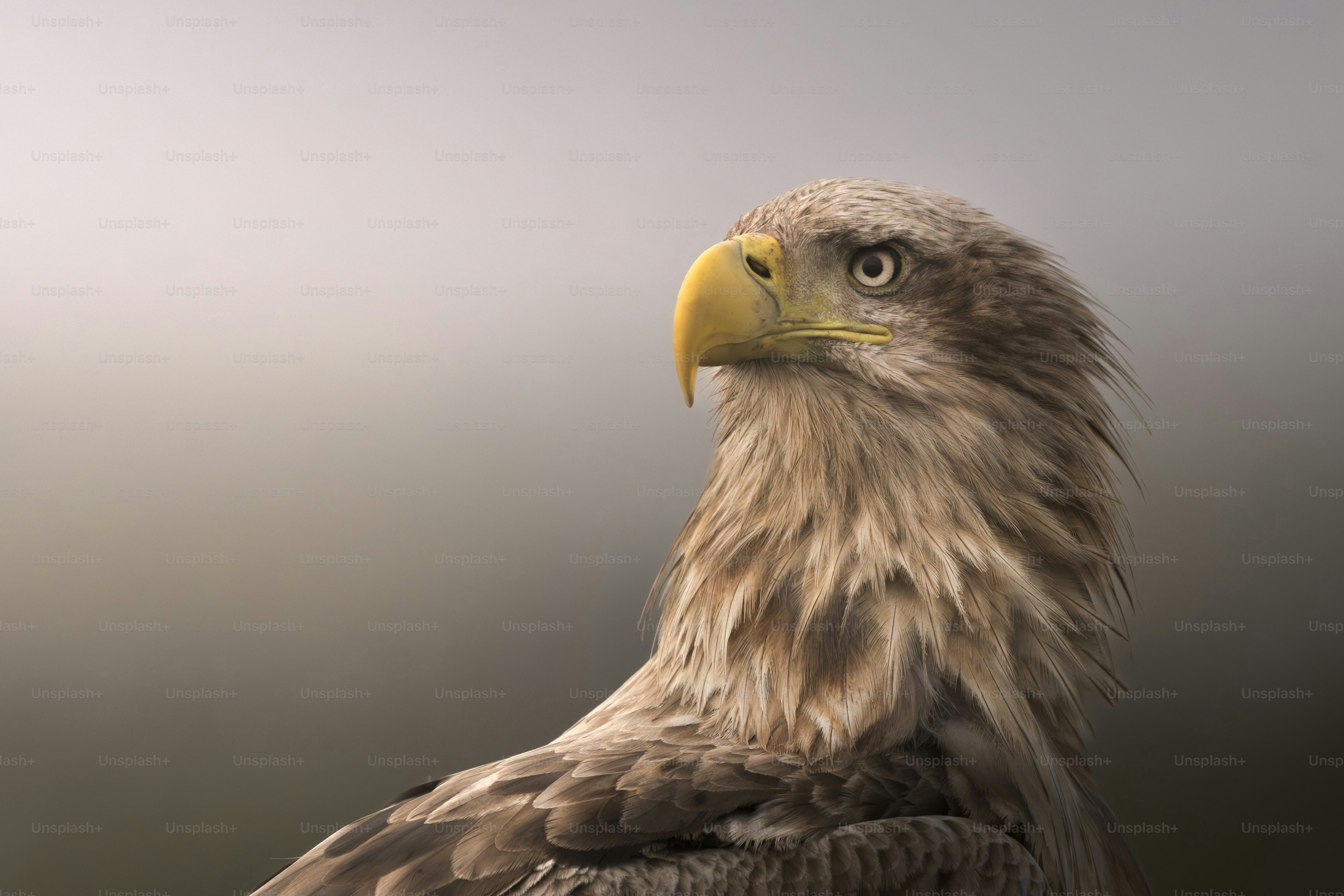 Aquila Calva Americana Fotografia Stock. Immagine Di Atterraggio - 12990370 - Foto 6