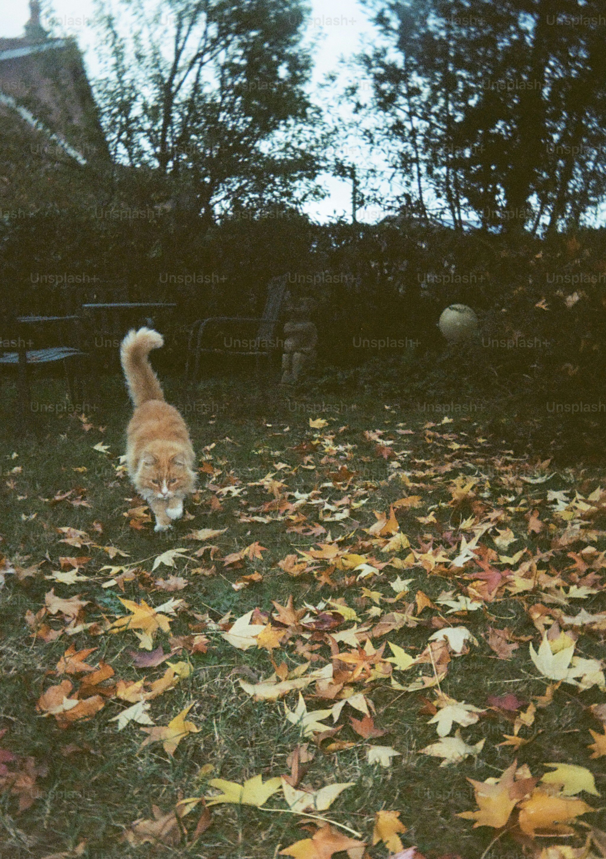 Orange cat walking through fallen autumn leaves