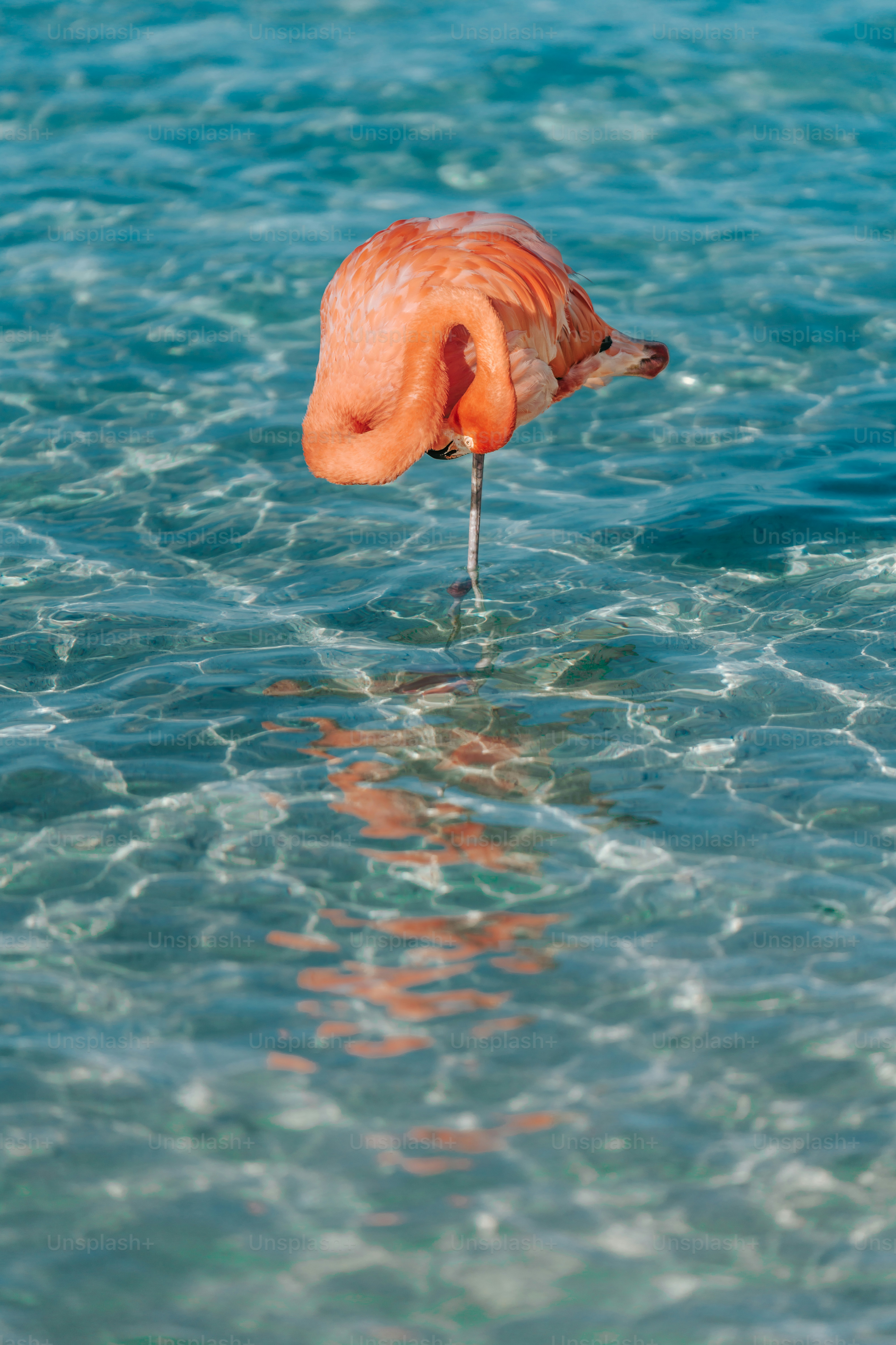 Un flamenco rosado se para sobre una pata en agua clara.