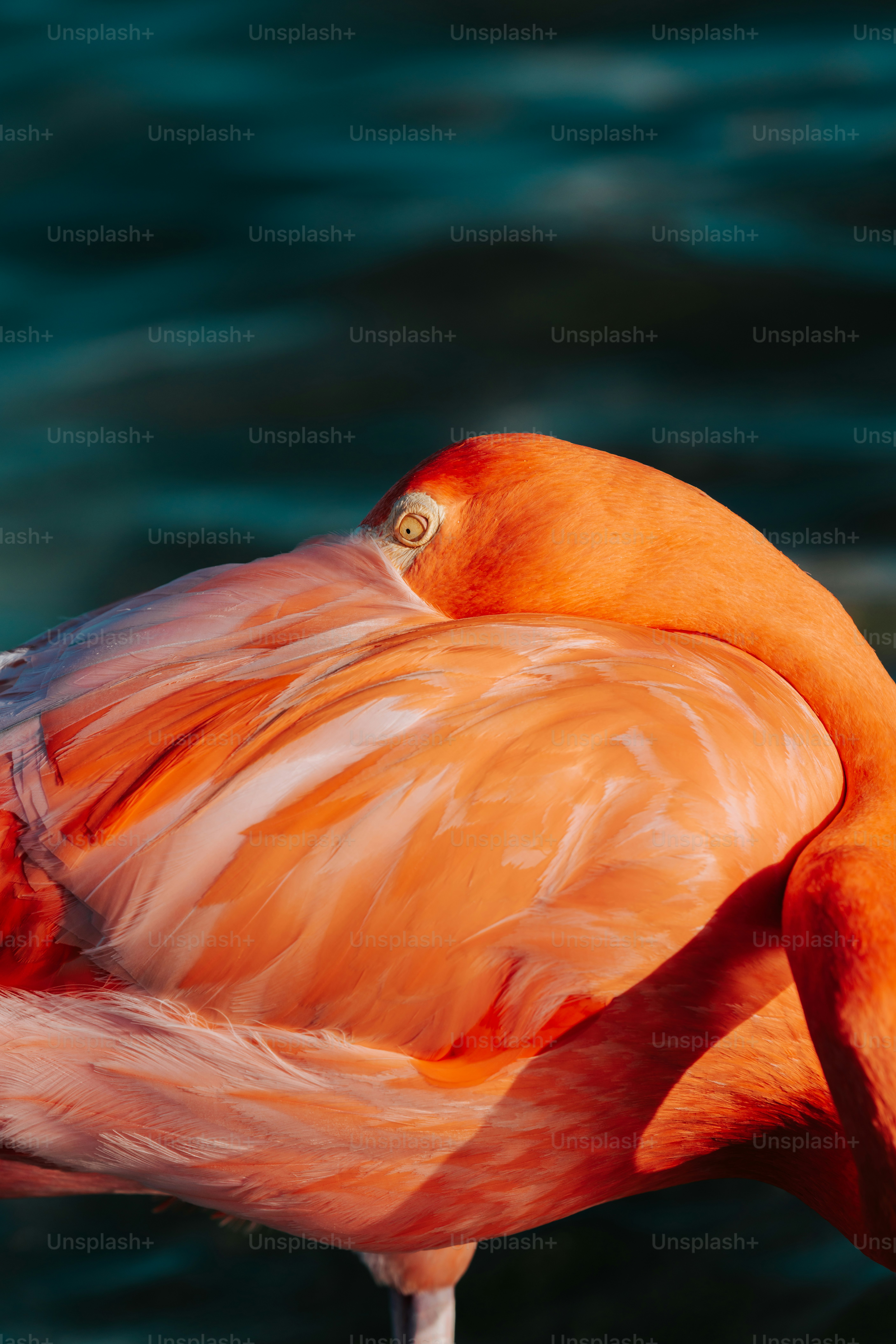 Un flamenco rosa brillante descansa la cabeza sobre su cuerpo.