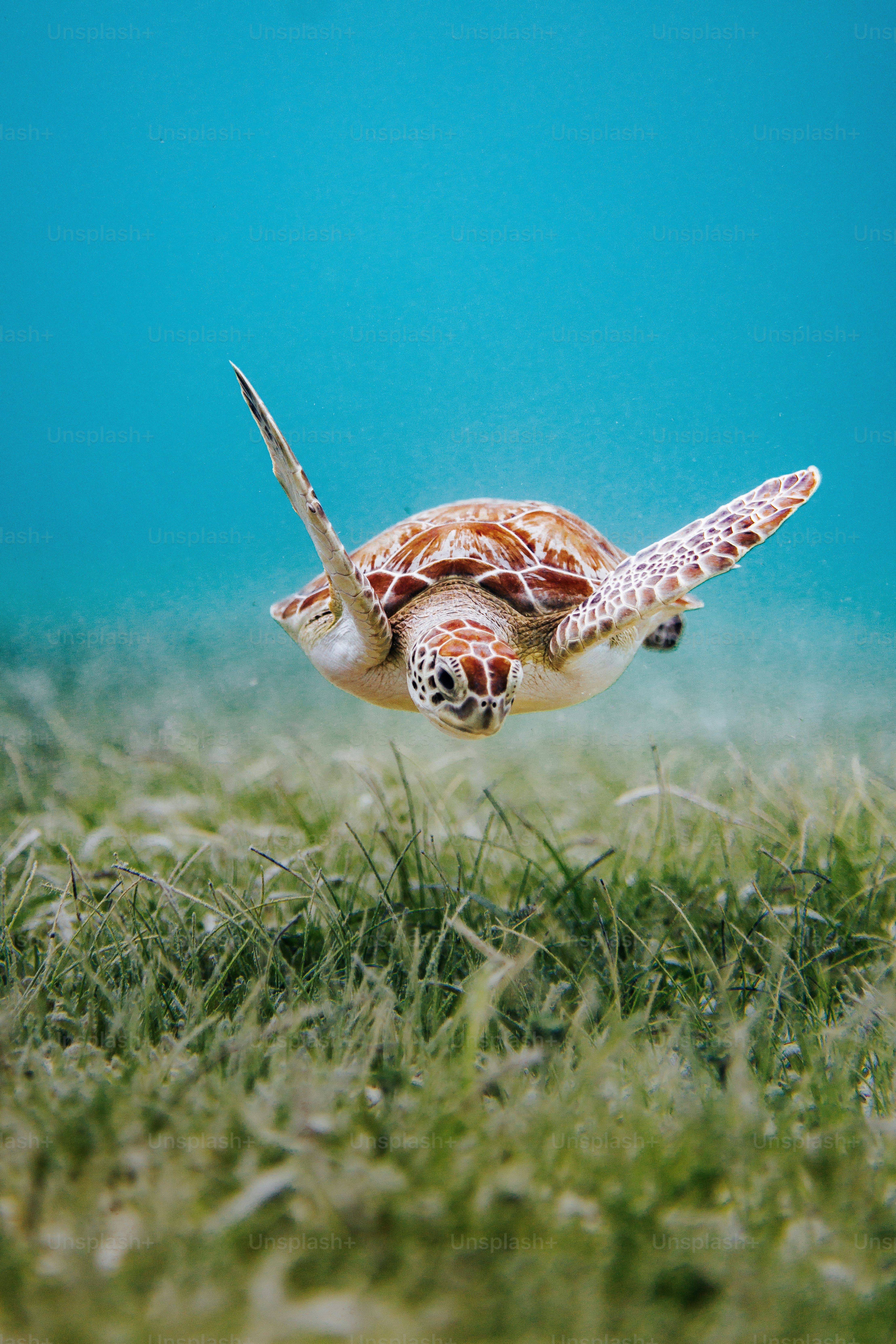 Penyu berenang di atas padang lamun