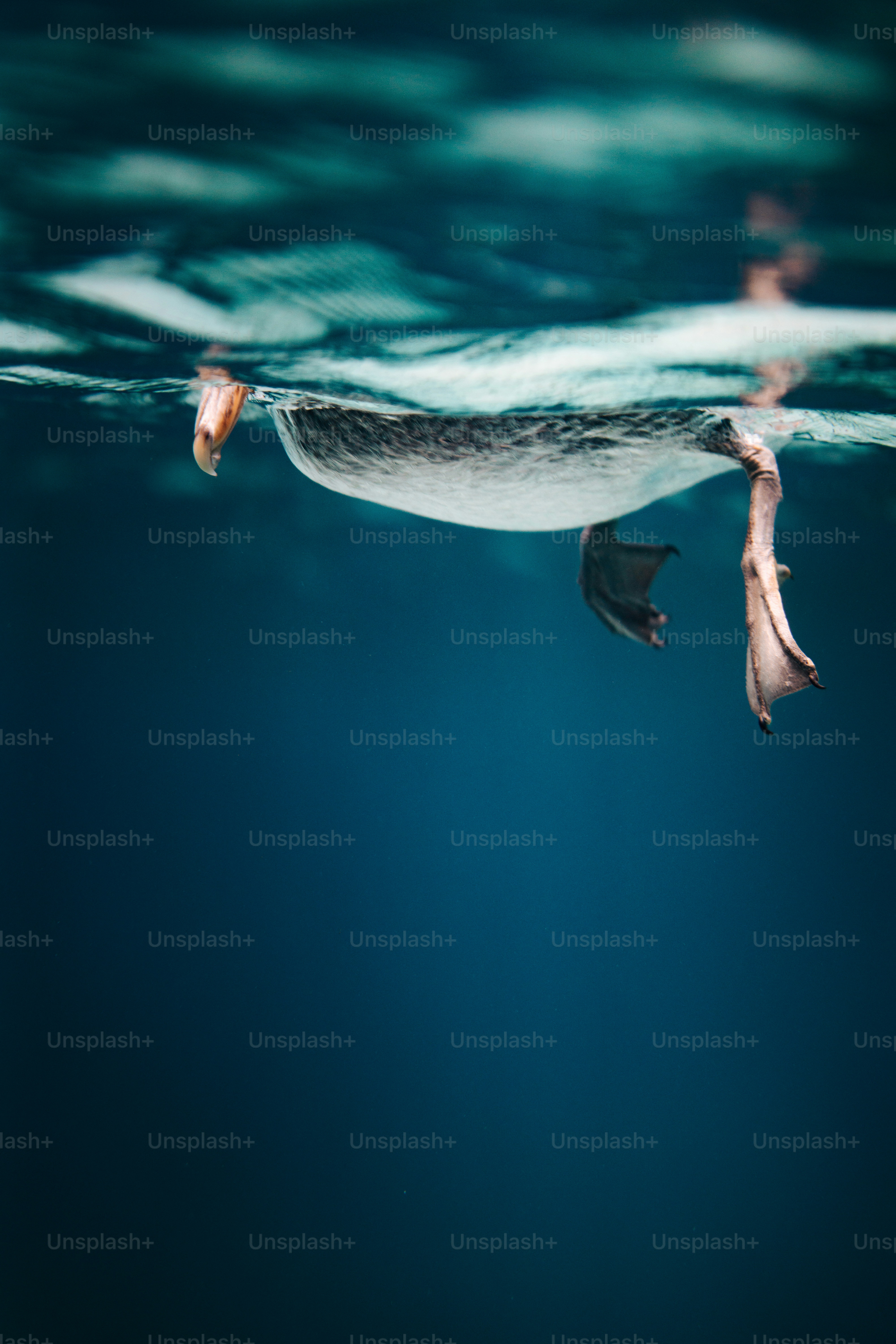 Pájaro nadando bajo el agua en el océano azul profundo