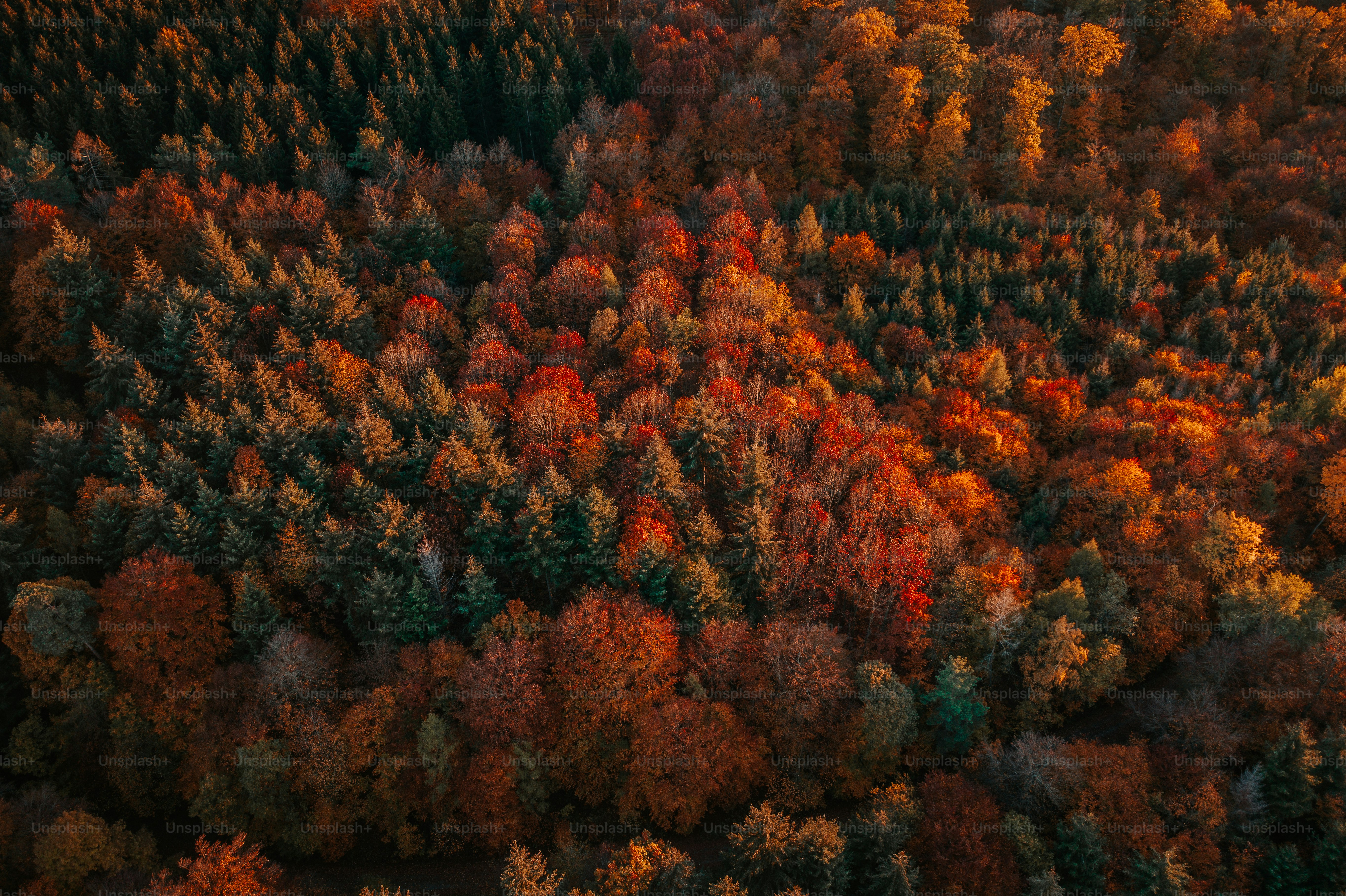 Aerial view of a forest with autumn foliage.