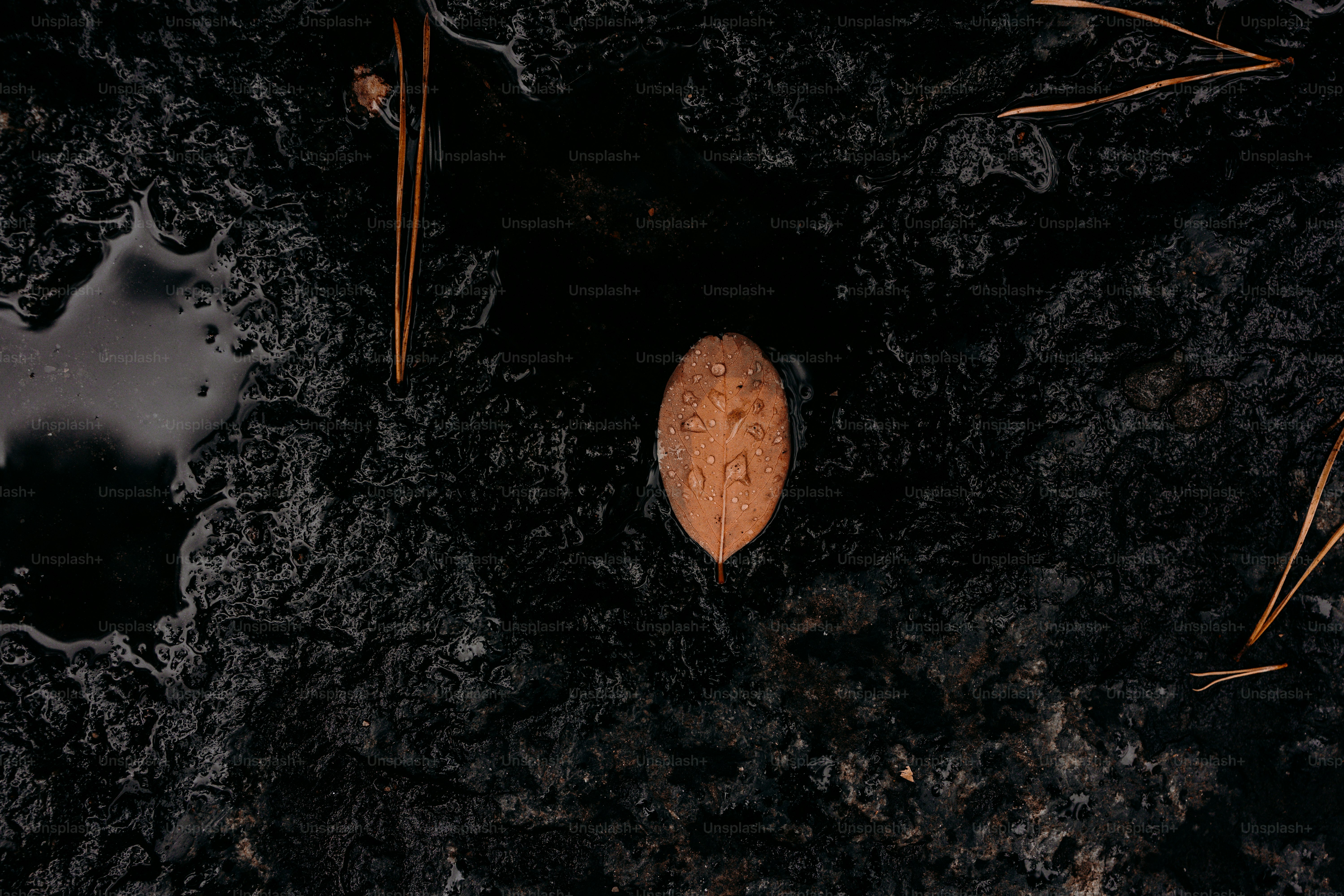 Yellow autumn leaf with raindrops