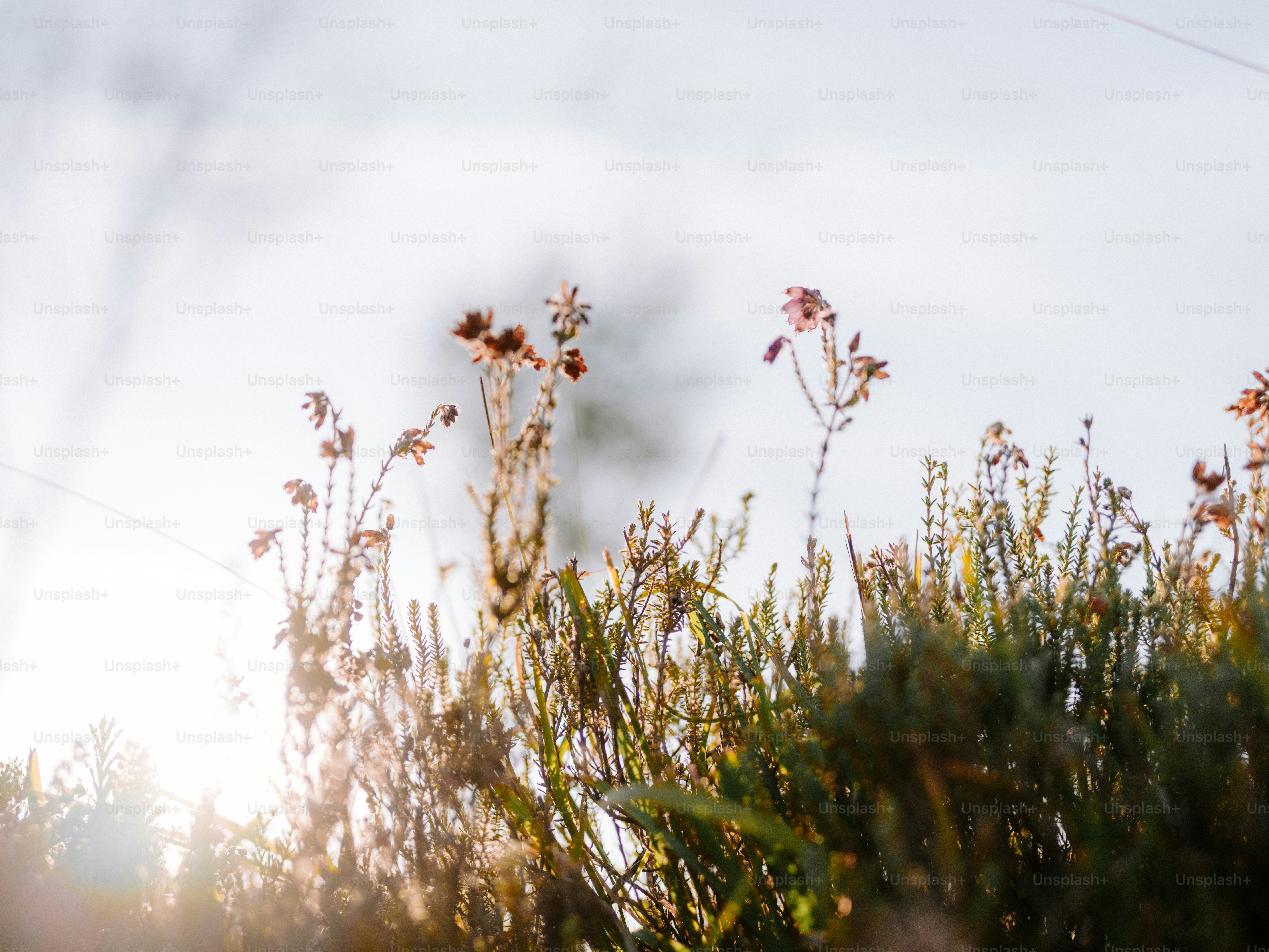 Delicate wildflowers bloom against a bright sky.