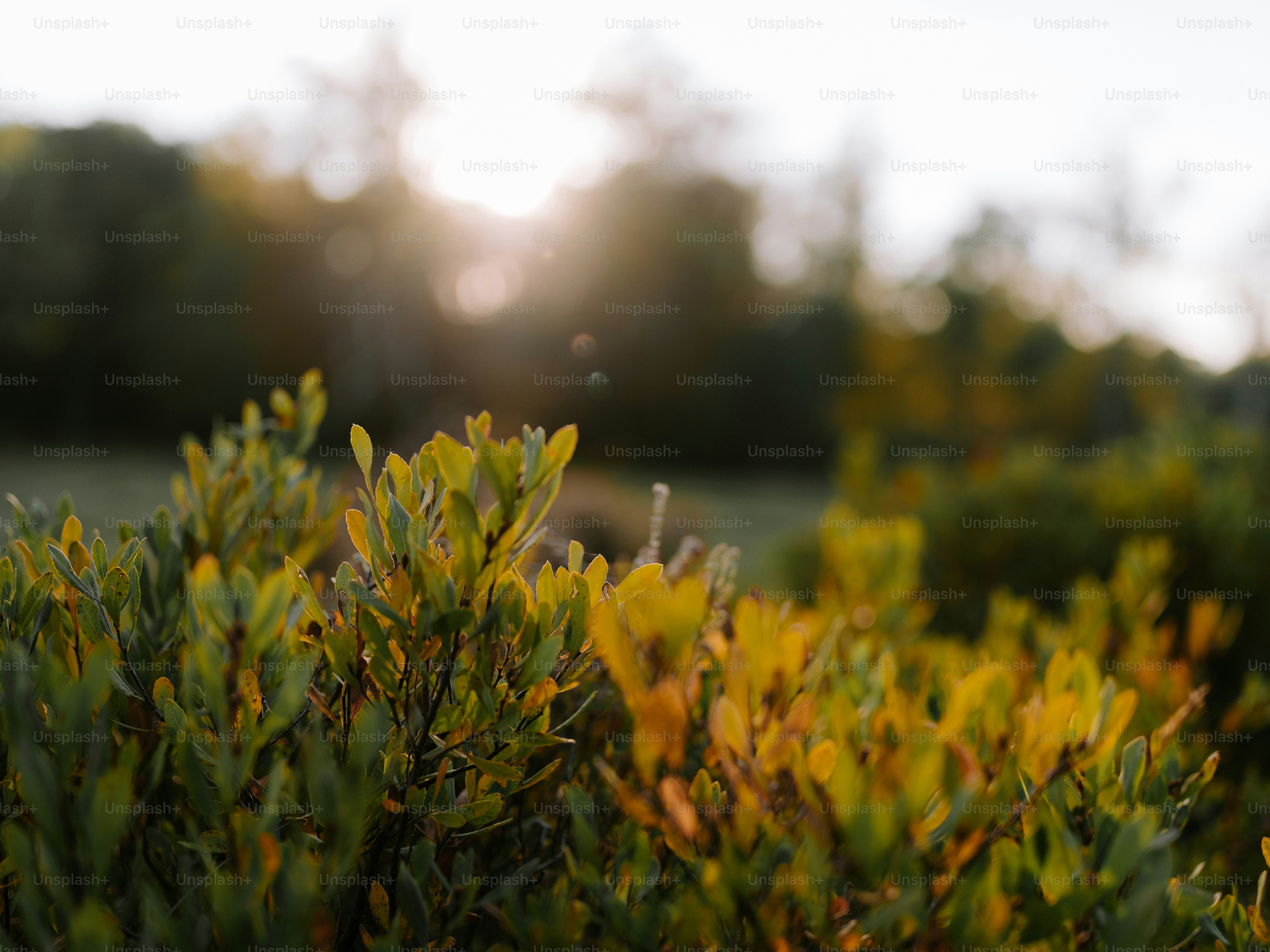 Green bush leaves with sunlight filtering through.