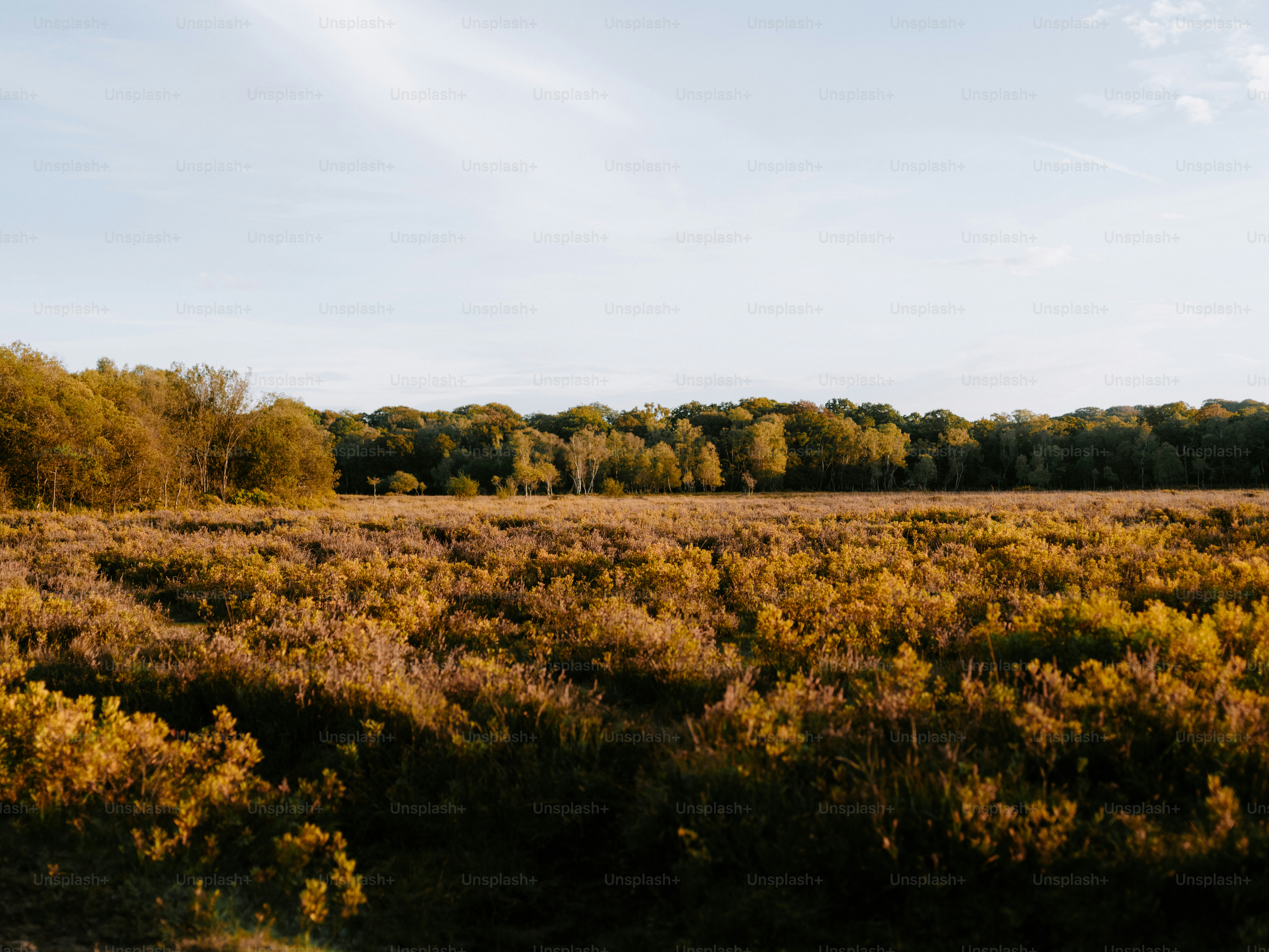 Golden field with trees under a clear sky