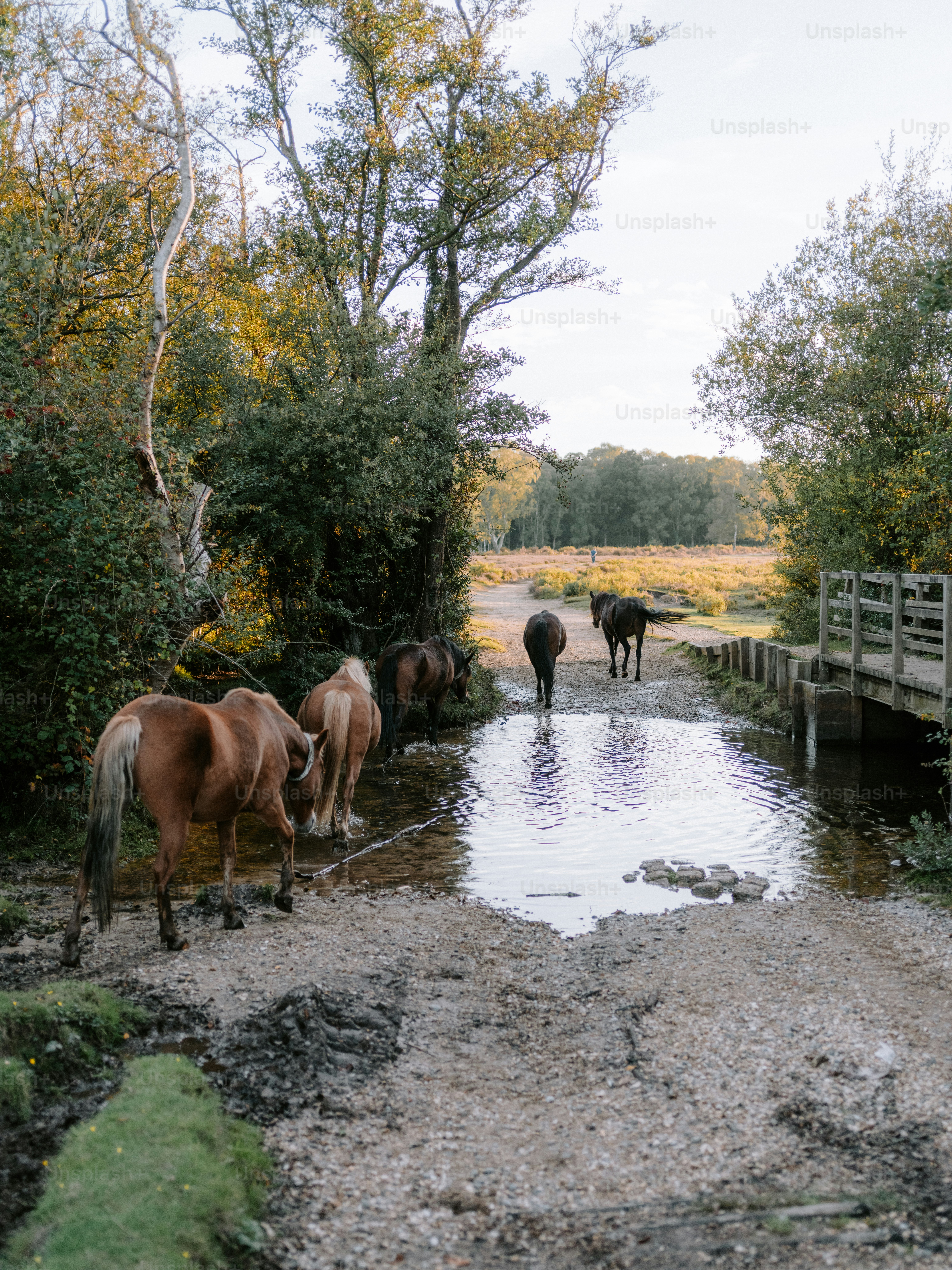 A horse walks through a shallow stream near a bridge. photo – Forest ...