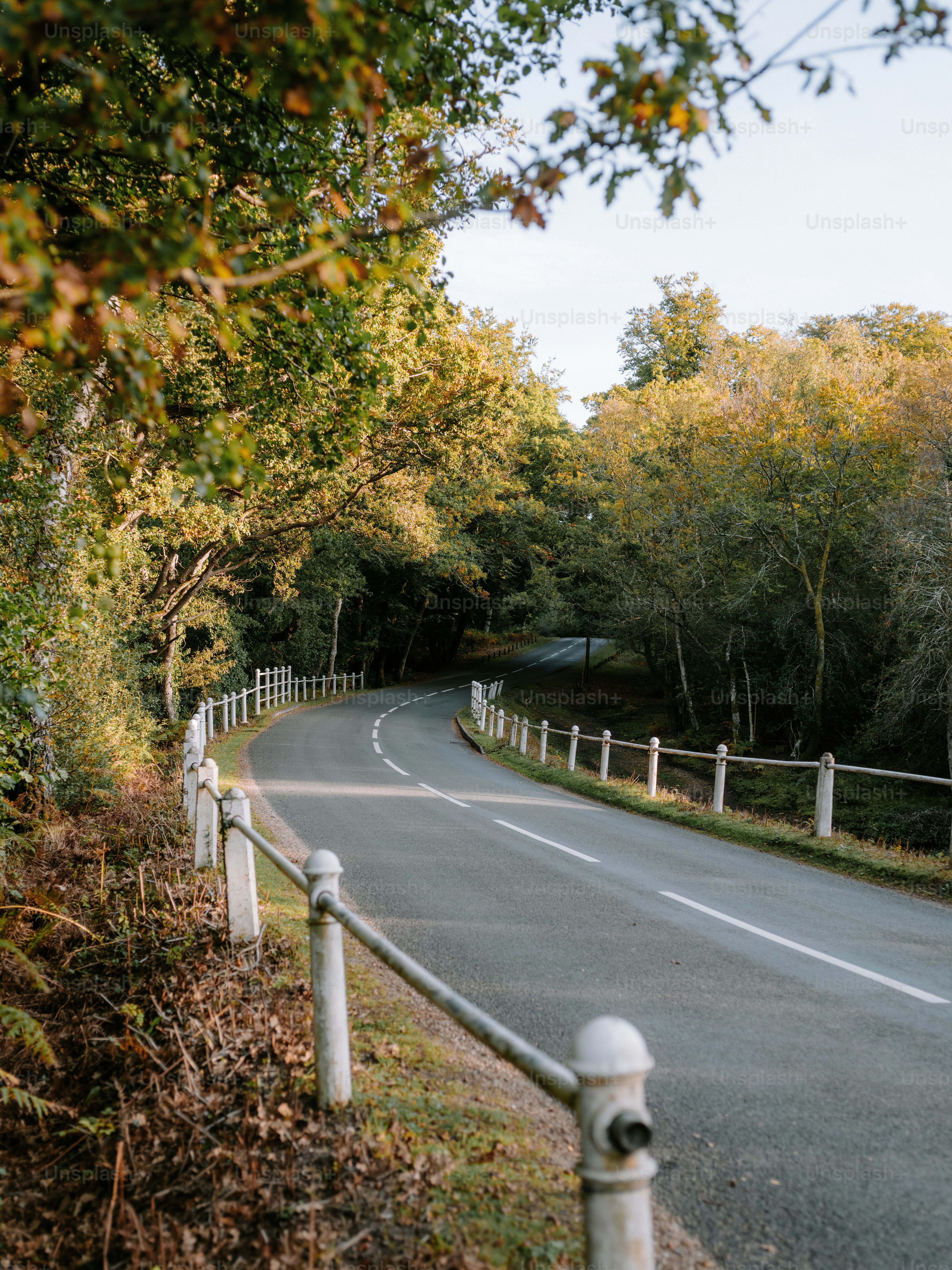 A winding road through a sunlit autumn forest
