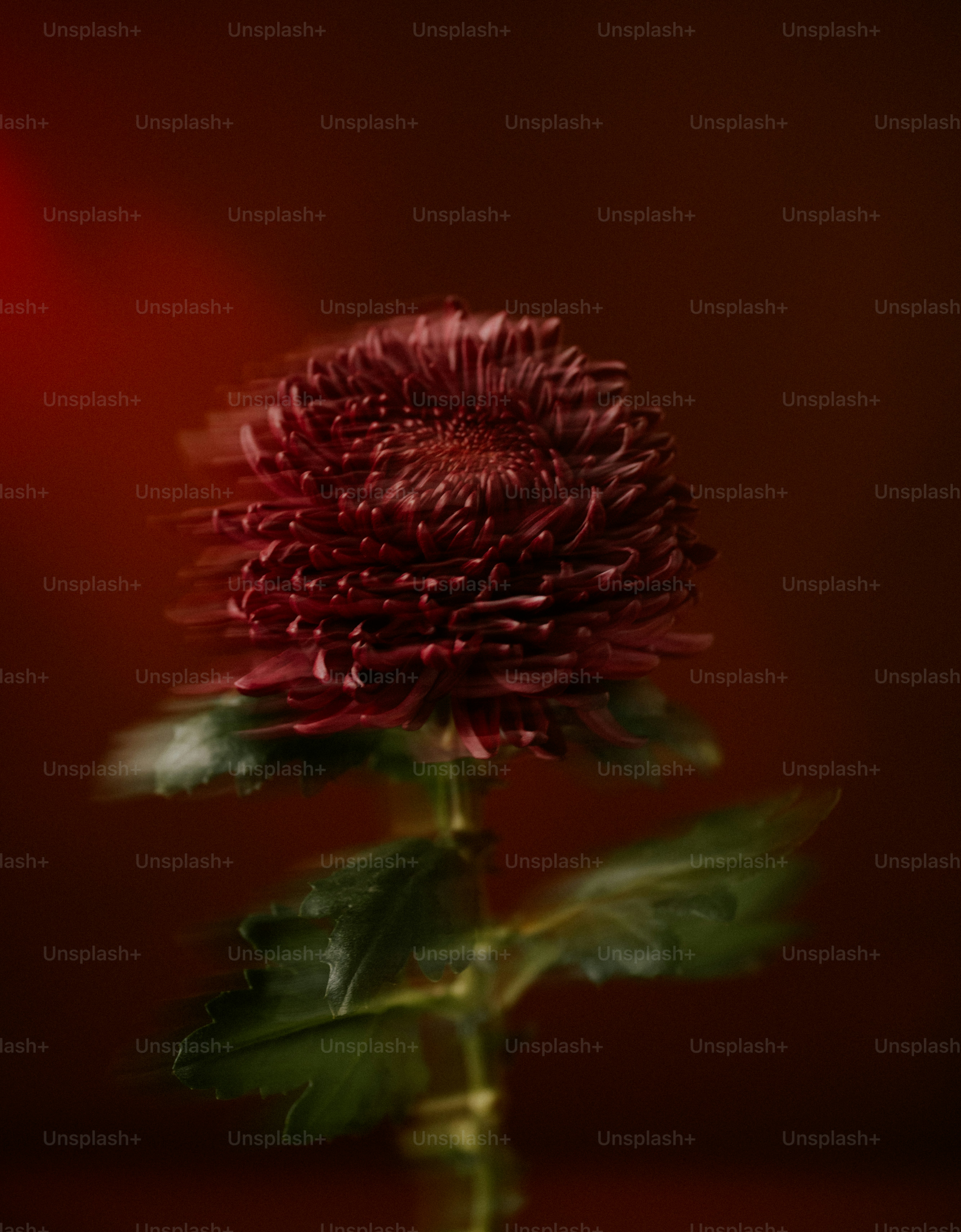 A dark red chrysanthemum with motion blur.