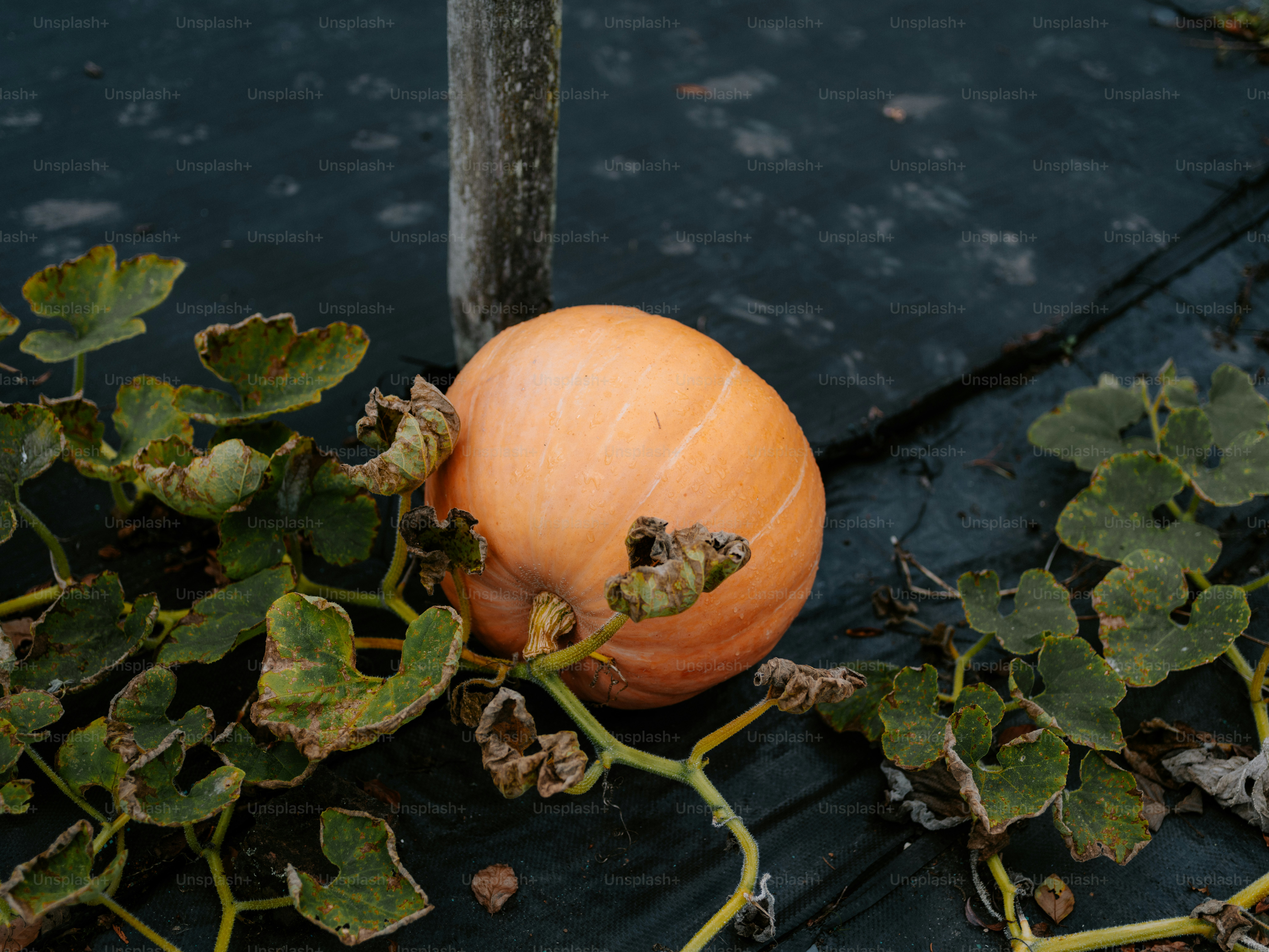 Ein einzelner Kürbis ruht auf dunklem Boden, umgeben von Weinreben.