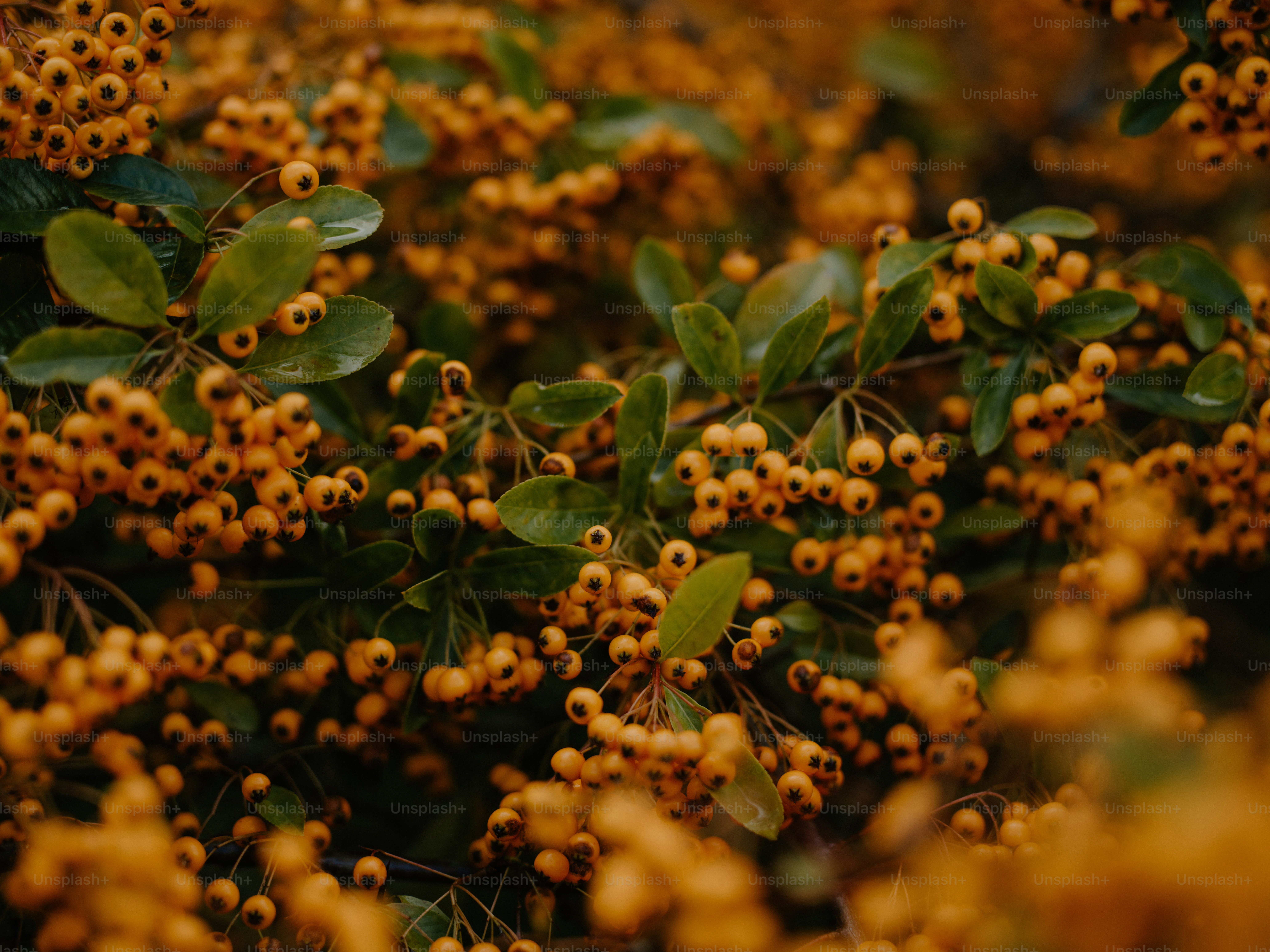Pyracantha with red berries