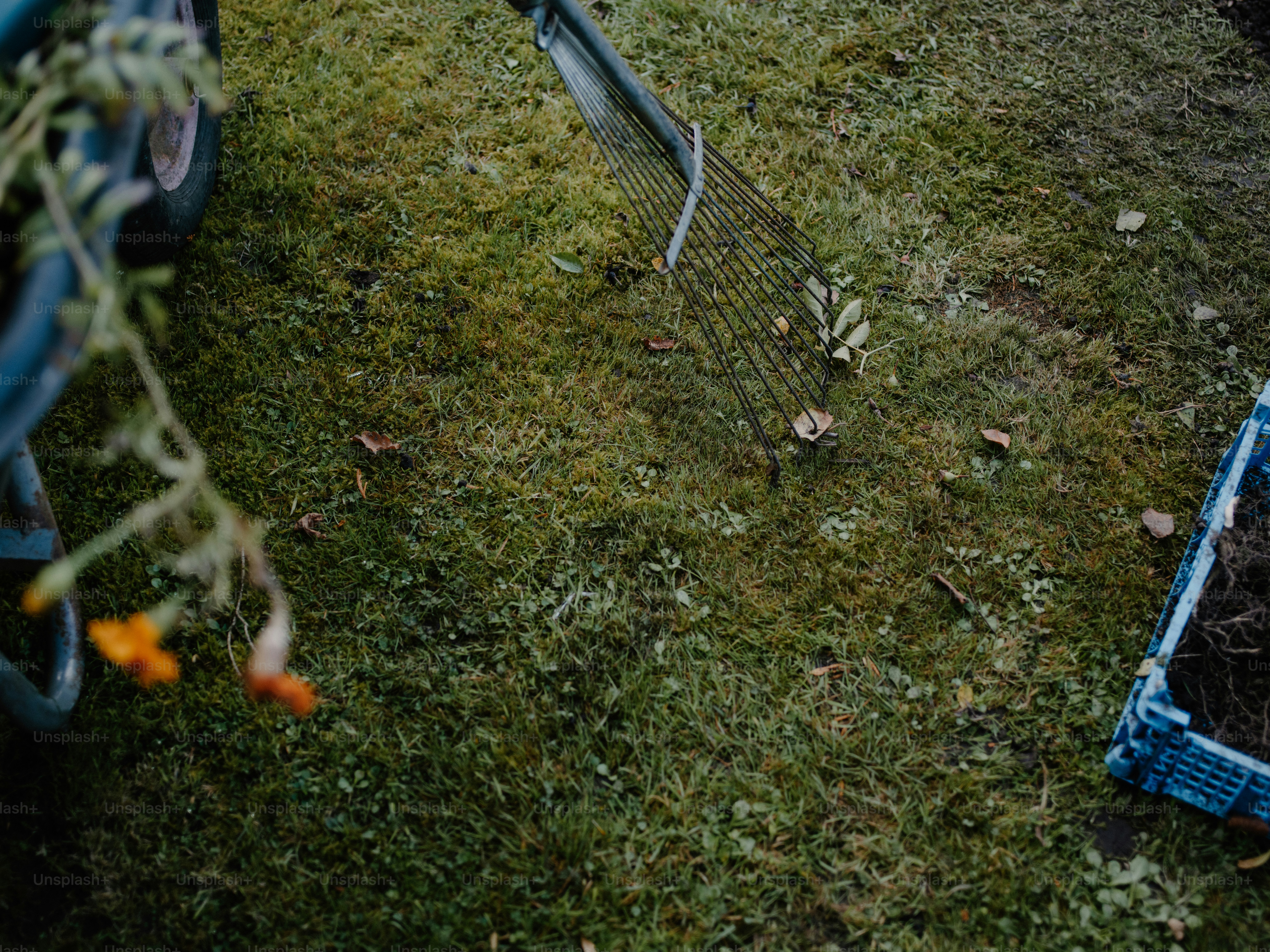 Raking leaves on a grassy lawn with a blue bin