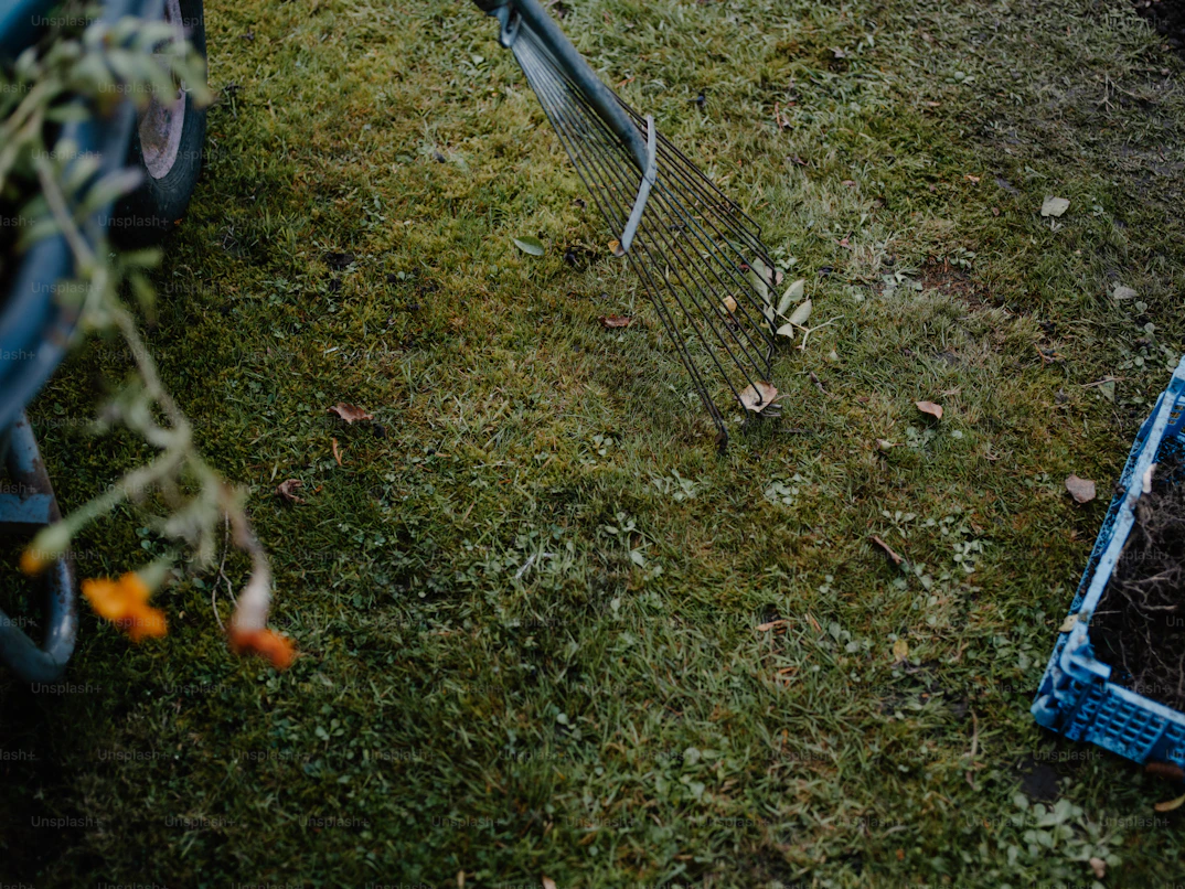 Pile of leaves on clean yard in fall