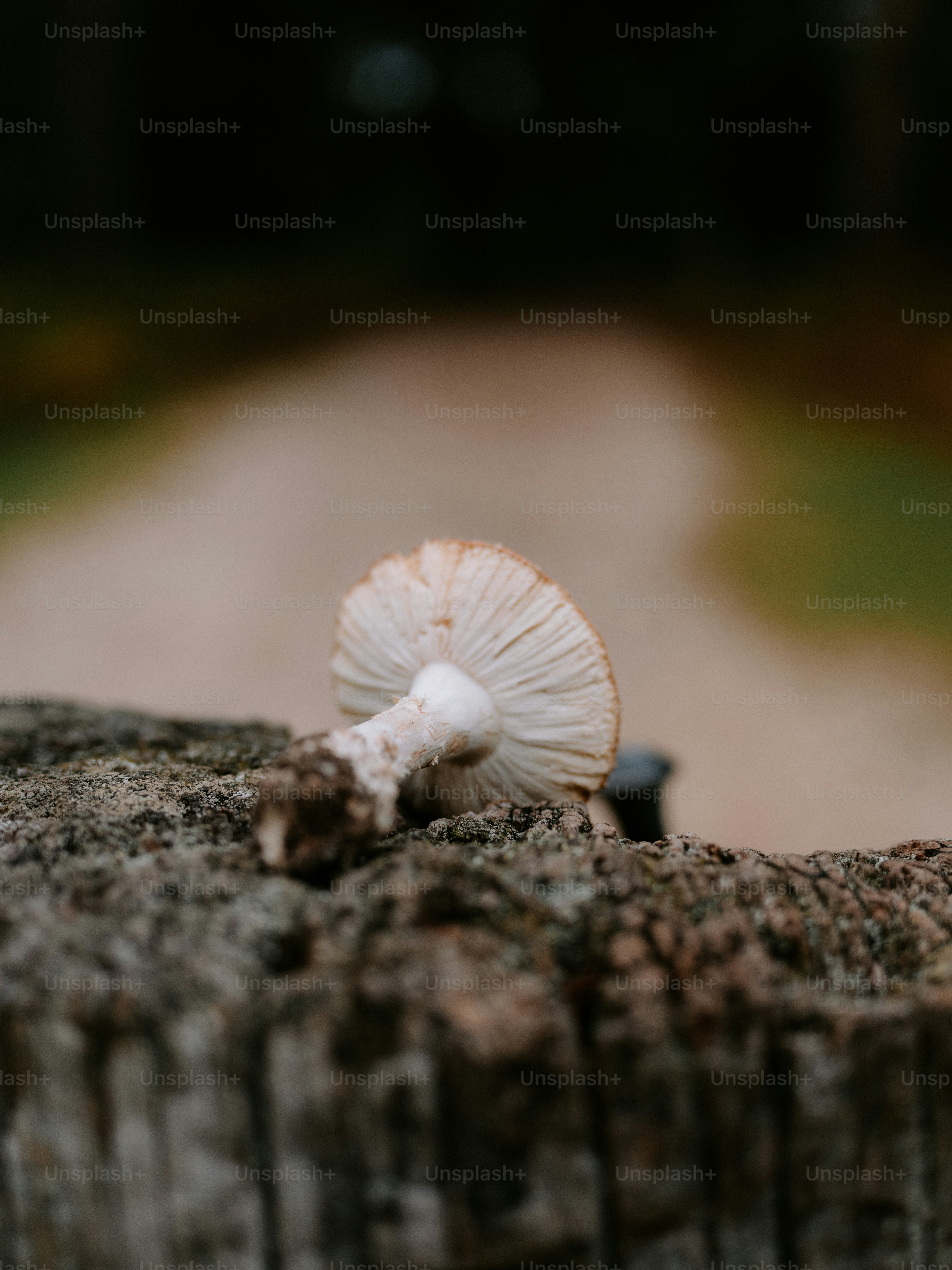 A fallen mushroom rests on a weathered log.