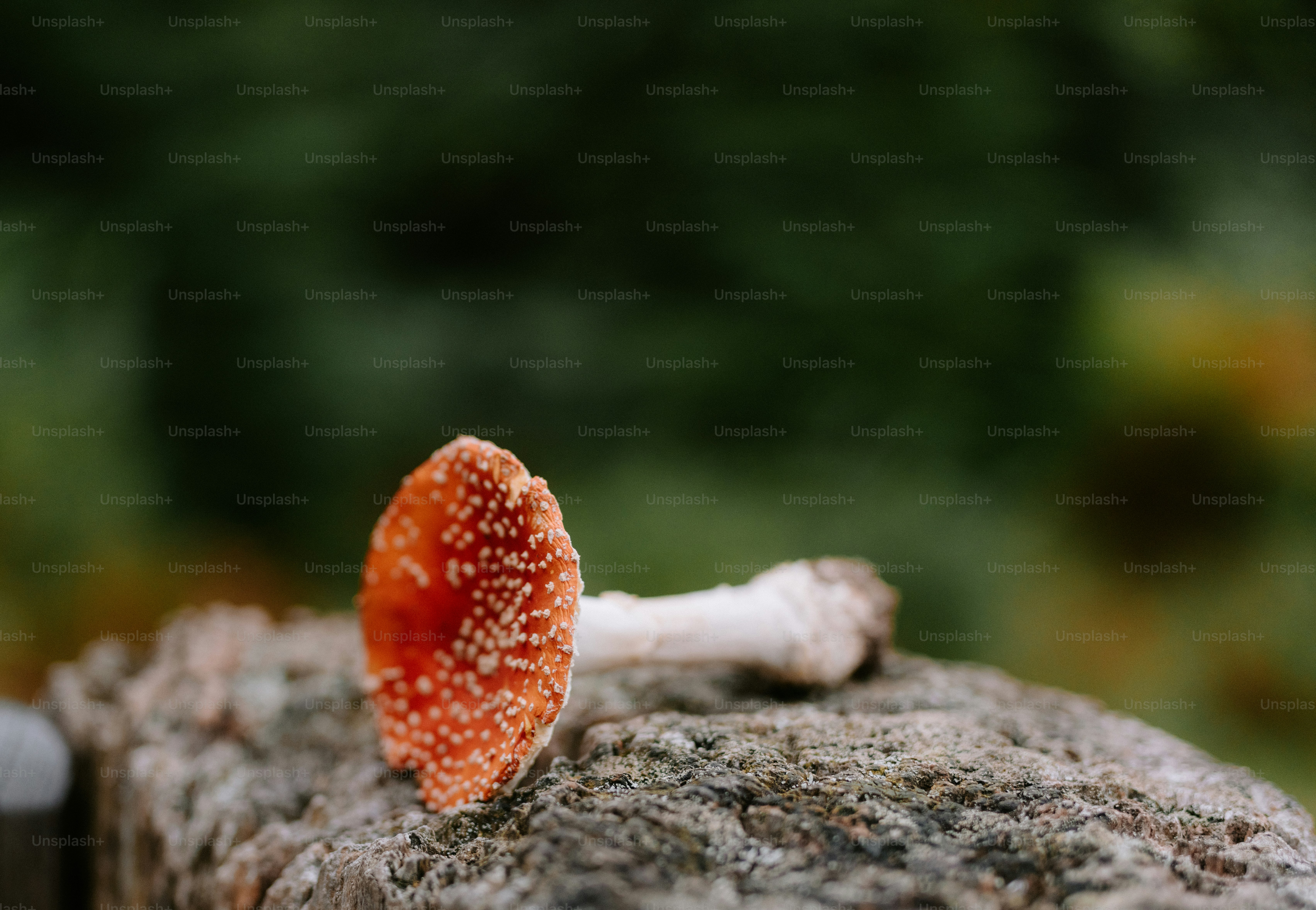 Red and white mushroom on a weathered log.